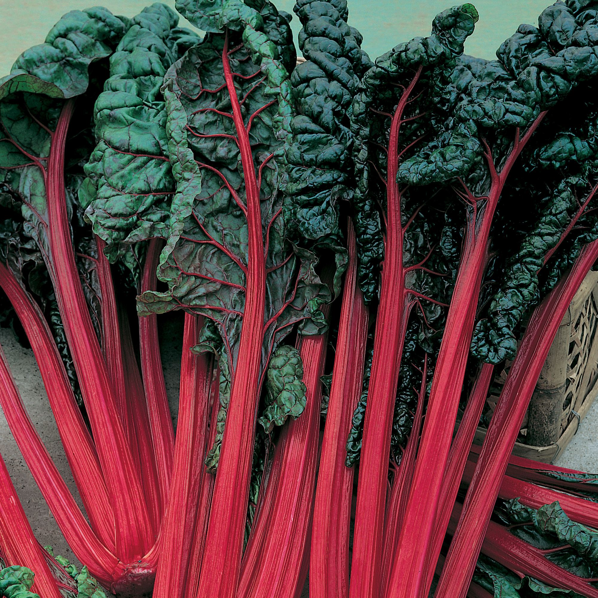 Cardinal Swiss Chard Seeds - 5 Lb Bulk -Vegetable Garden & Microgreens