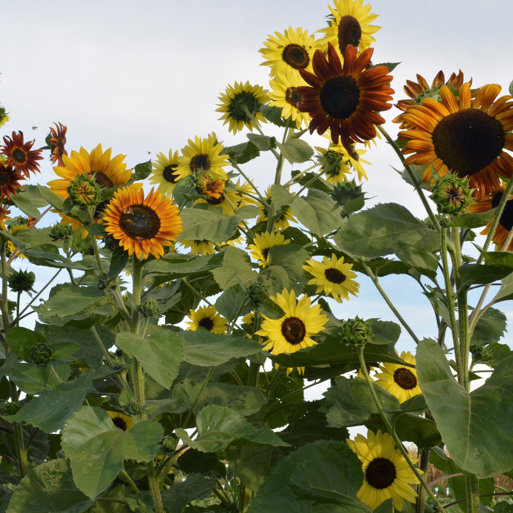 Indian Blanket Sunflower Seeds - 5 Lb Bulk - Flower Gardening - Buy Non-GMO Helianthus annuus Farm & Gardening Seeds Online