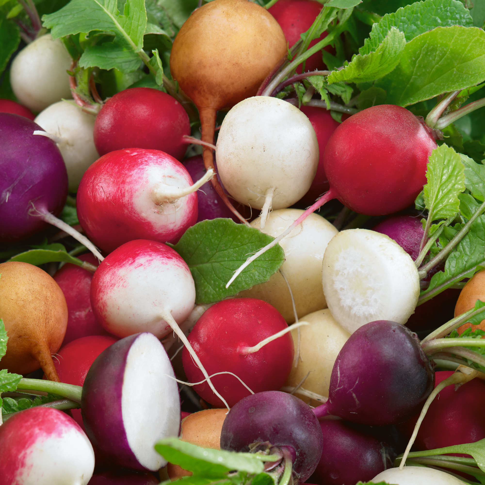 Fiesta Blend Radish Seeds - 4 g Packet - Vegetable Garden - Non-GMO