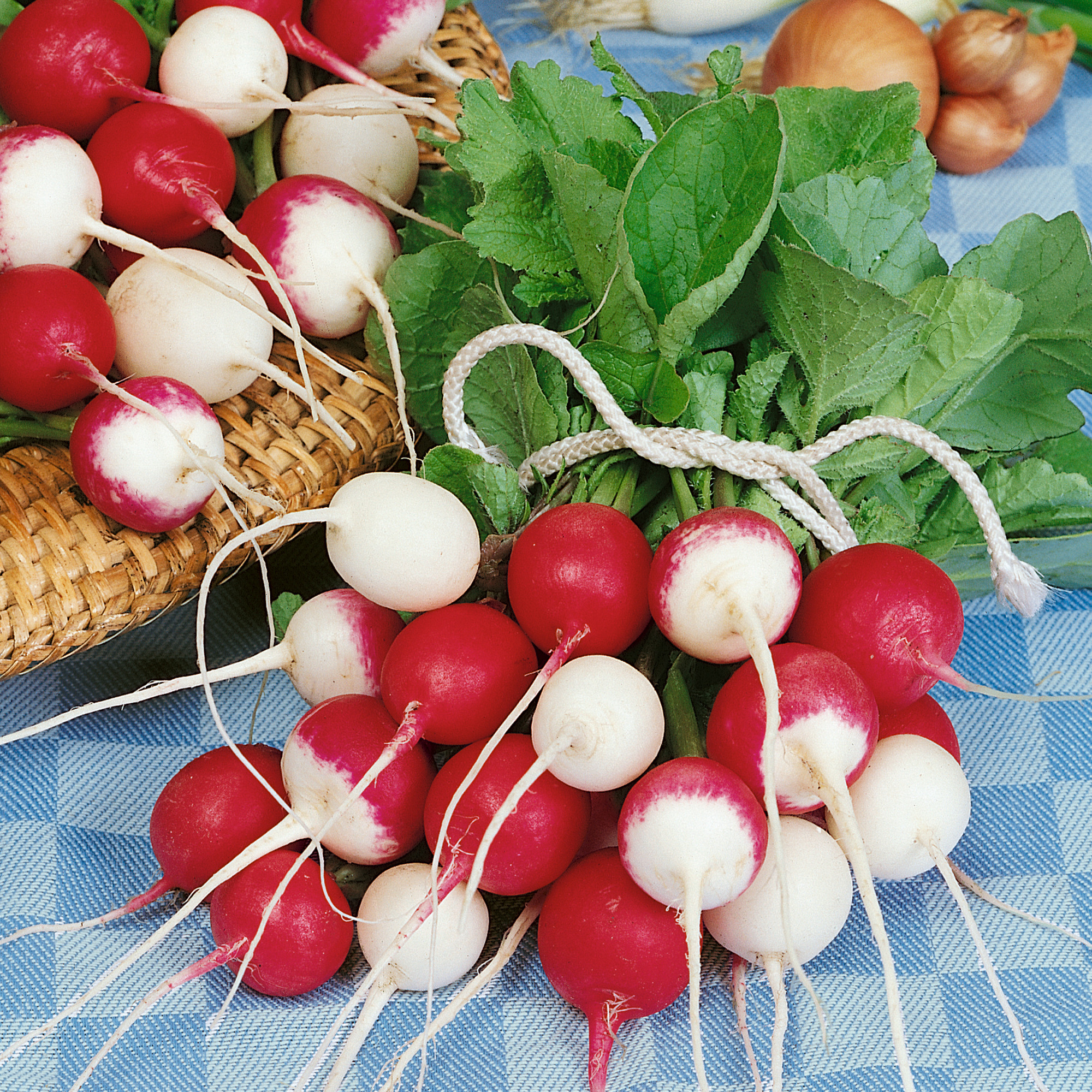 Confetti Mix Radish Seeds - 4 g Packet - Vegetable Gardening - Non-GMO