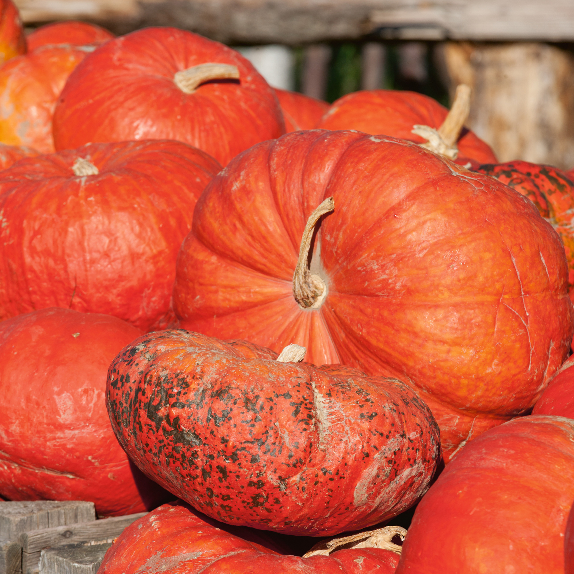 Ugly Duckling Pumpkin Seeds - 1 Oz - Heirloom - Vegetable Garden