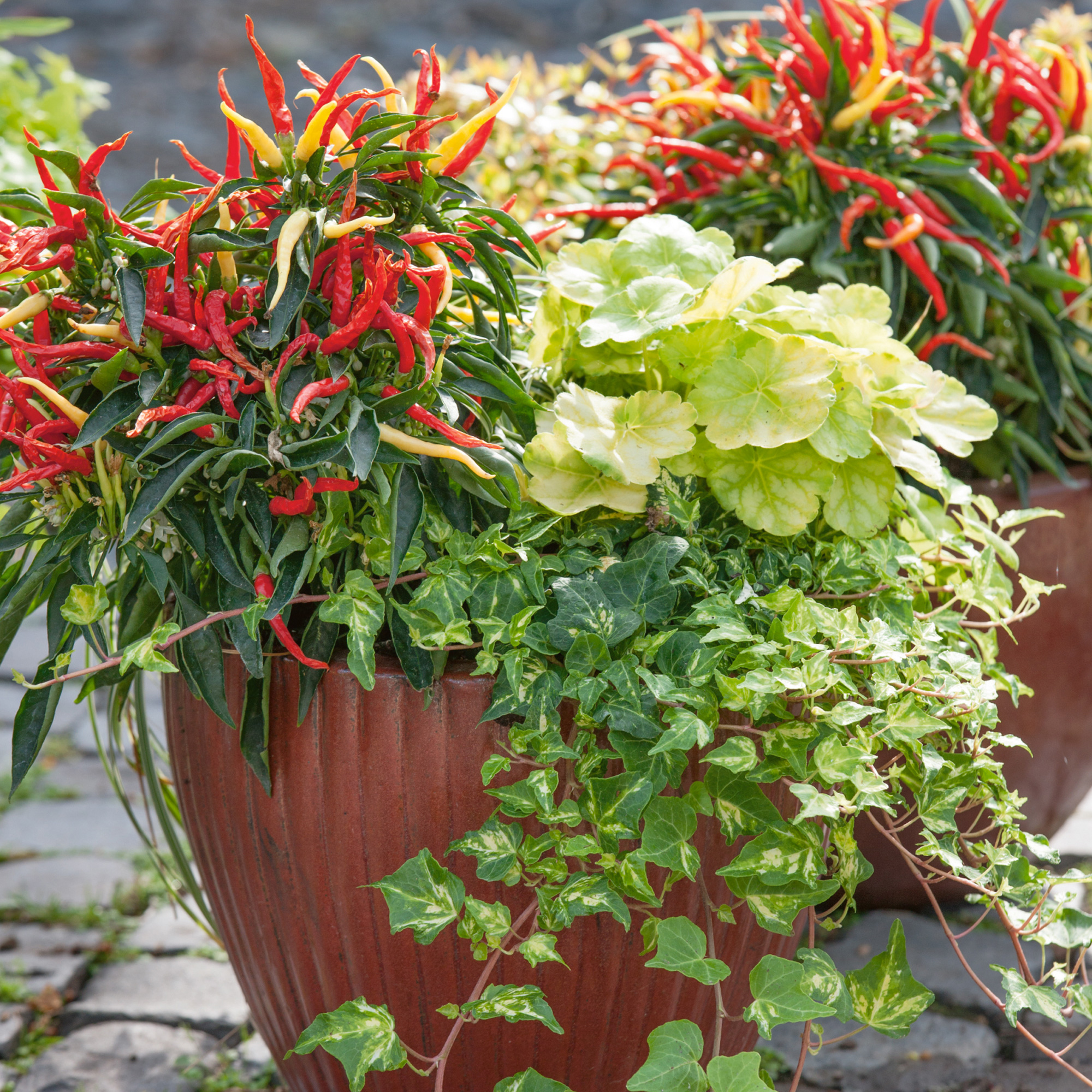 Patio Fire n Ice Ornamental Hot Pepper Seeds - 1 Lb - Vegetable Garden - Buy Non-GMO Capsicum annuum Farm & Gardening Seeds Onli