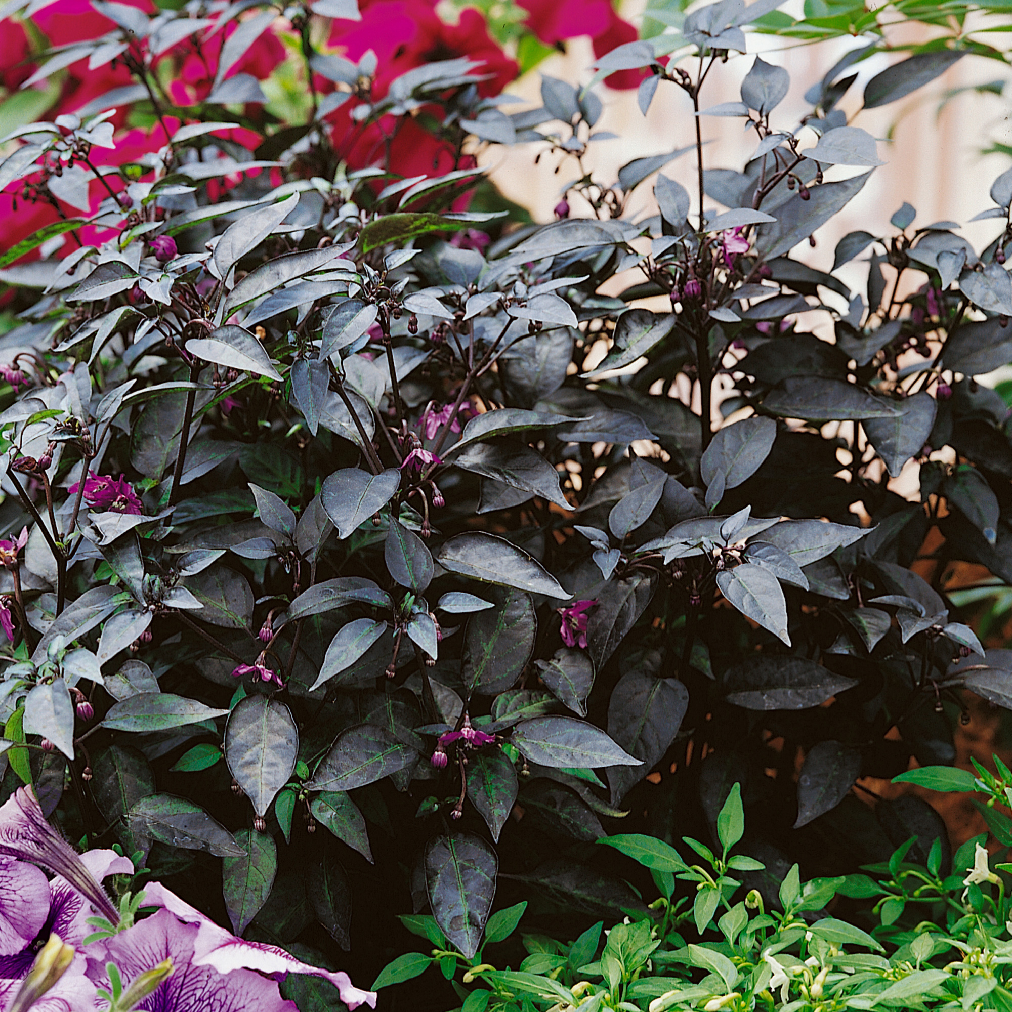 Twilight Creeper Ornamental Hot Pepper Seeds - 0.25 Oz - Vegetable - Buy Non-GMO Capsicum annuum Farm & Gardening Seeds Online