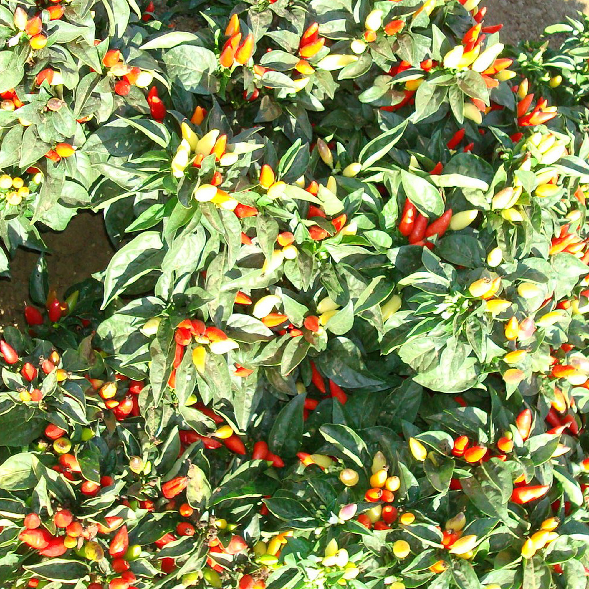 Little Elf Ornamental Hot Pepper Seeds - 300 Mg Packet - Heirloom - Buy Non-GMO Capsicum annuum Farm & Gardening Seeds Online