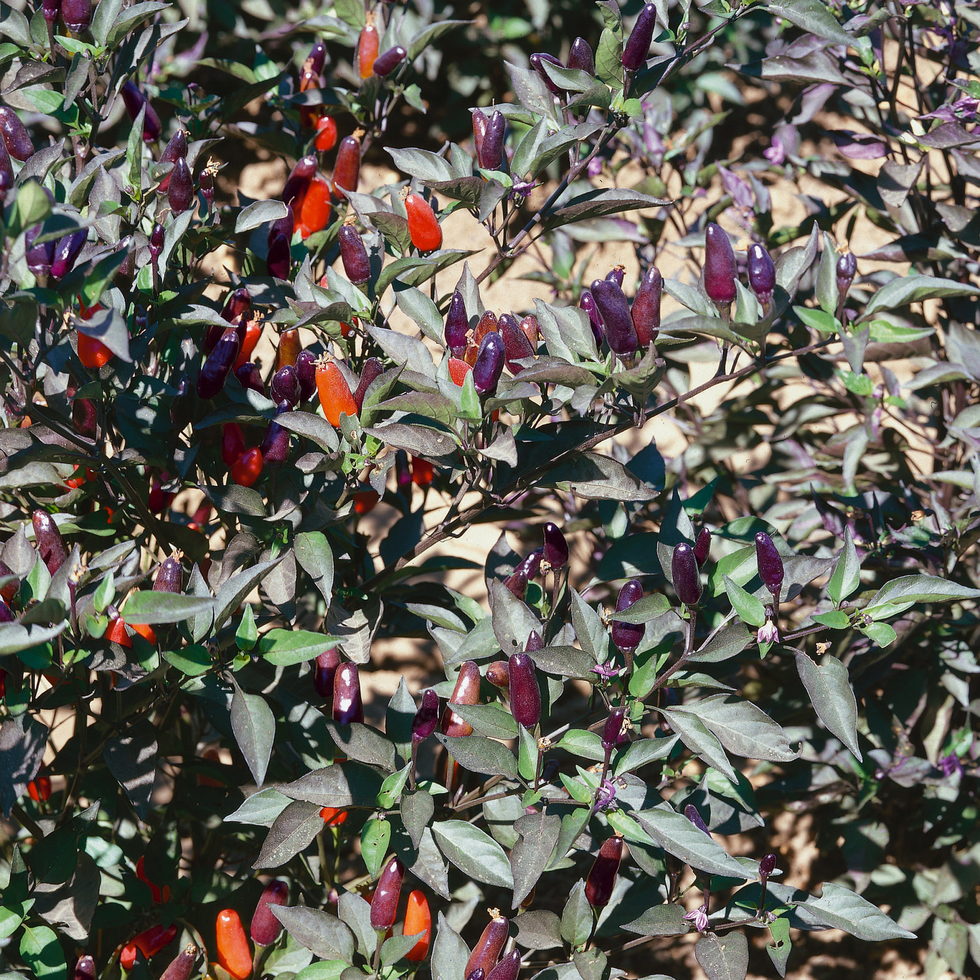 Black Olive AAS Ornamental Hot Pepper Seeds - 1 Lb - Vegetable Garden - Buy Non-GMO Capsicum annuum Farm & Gardening Seeds Onlin