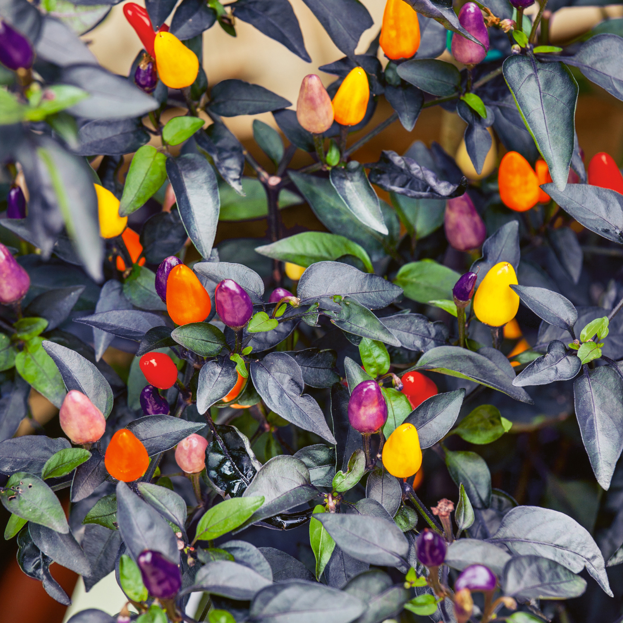 Autumn Time Ornamental Hot Pepper Seeds - 1 Lb - Vegetable Garden - Buy Non-GMO Capsicum annuum Farm & Gardening Seeds Online