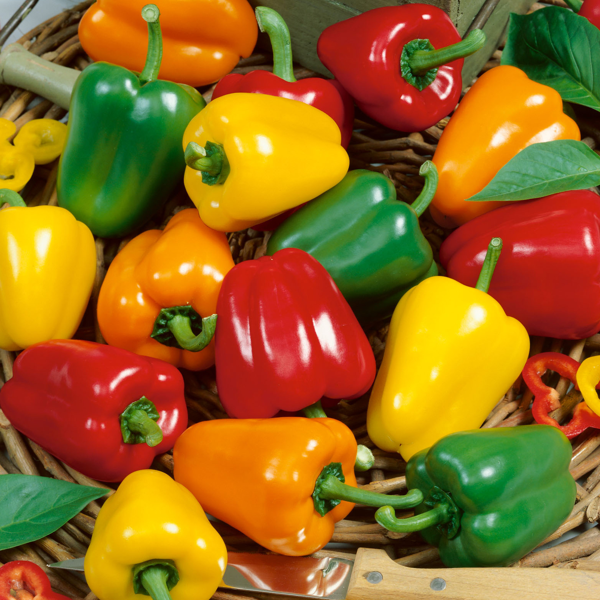 Mini Belle Mix Sweet Pepper Seeds - 1 Lb - Vegetable Garden