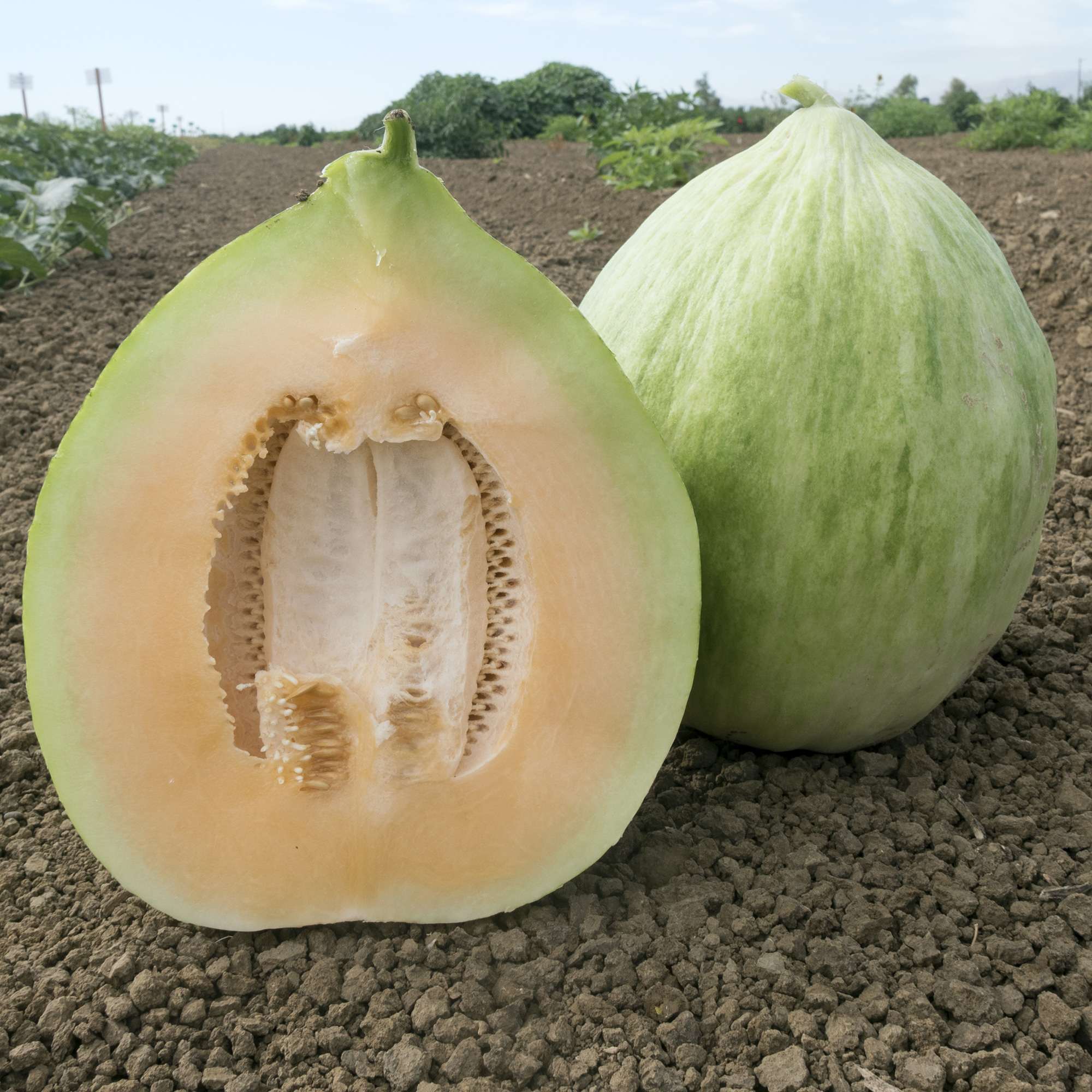 White Crenshaw Melon Seeds - 5 Lb Bulk - Heirloom - Farm & Garden