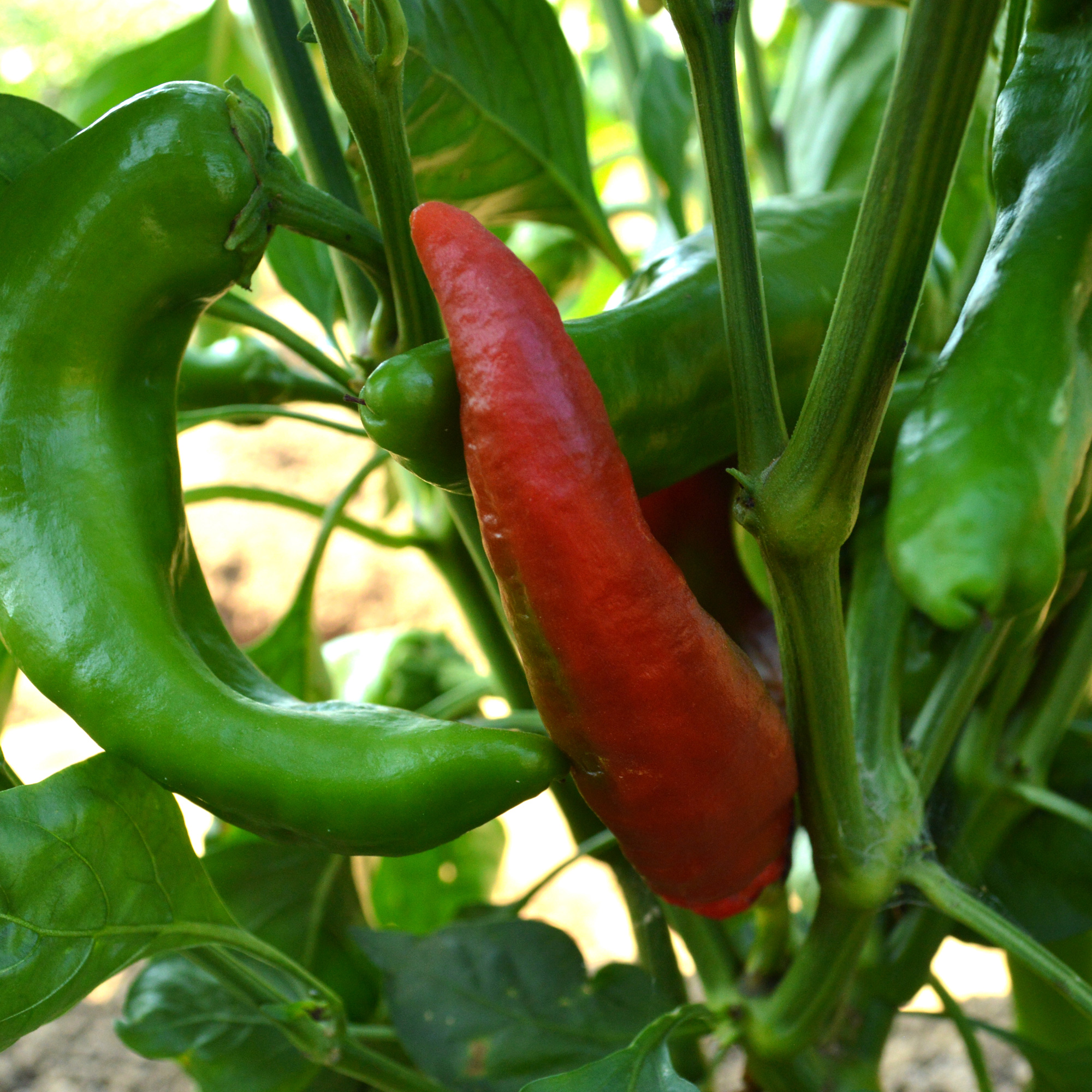 Corno Di Toro - Rosso Sweet Pepper Seeds - 1 Oz - Heirloom -Garden - Buy Non-GMO Capsicum annuum Farm & Gardening Seeds Online