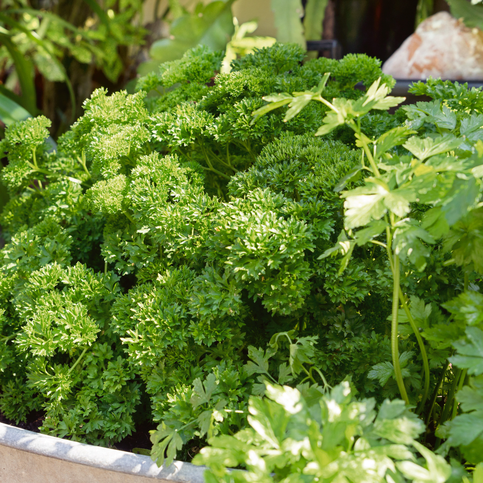 Garden Blend Parsley Seeds - 4 Oz - Herb & Microgreens