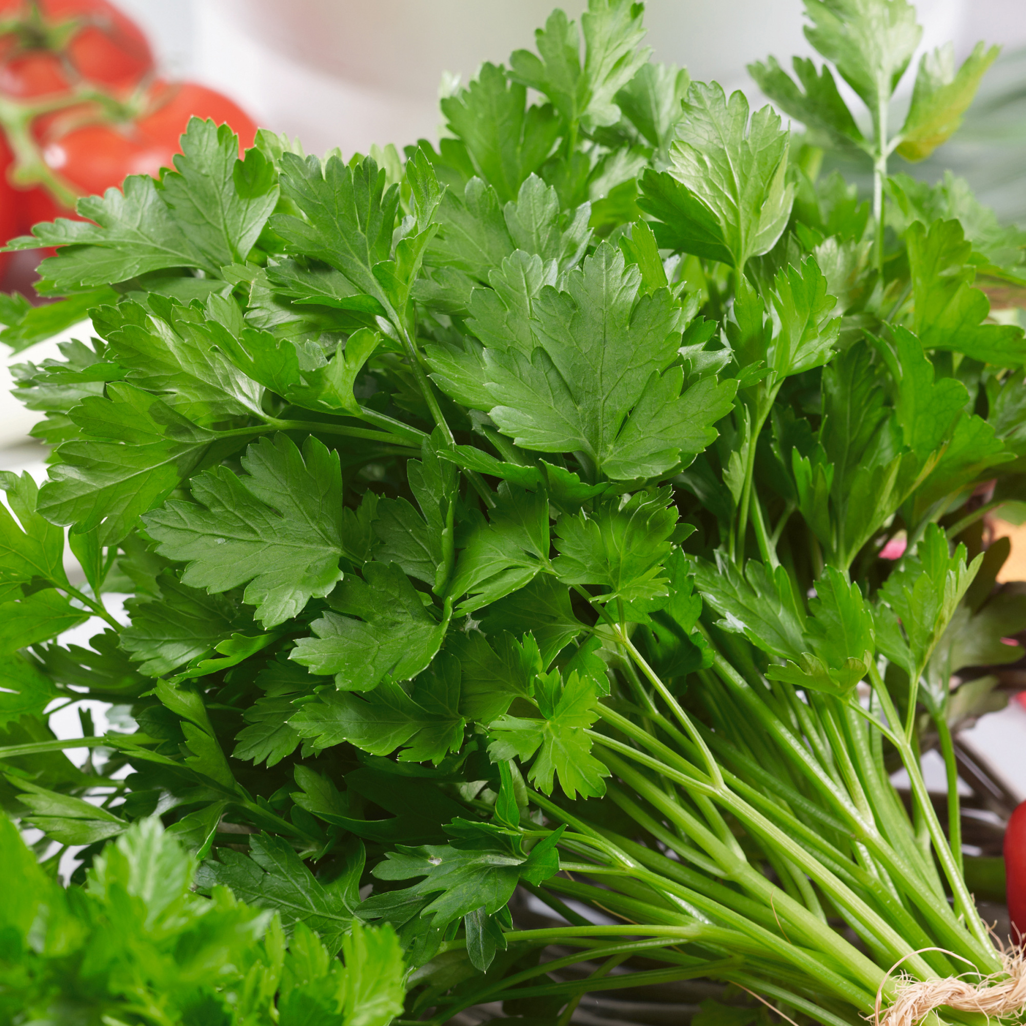 Italian Giant Parsley Seeds -25 Lb Bulk -Heirloom - Herb & Microgreens