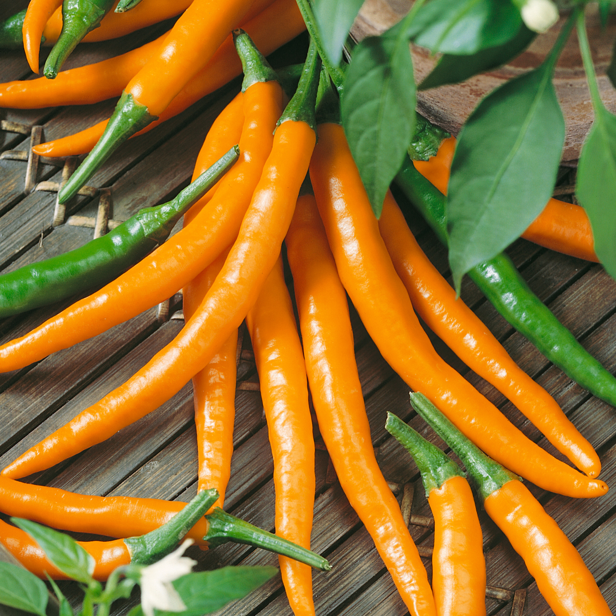 Cayenne Orange Hot Pepper Seeds - 4 Oz - Vegetable Gardening
