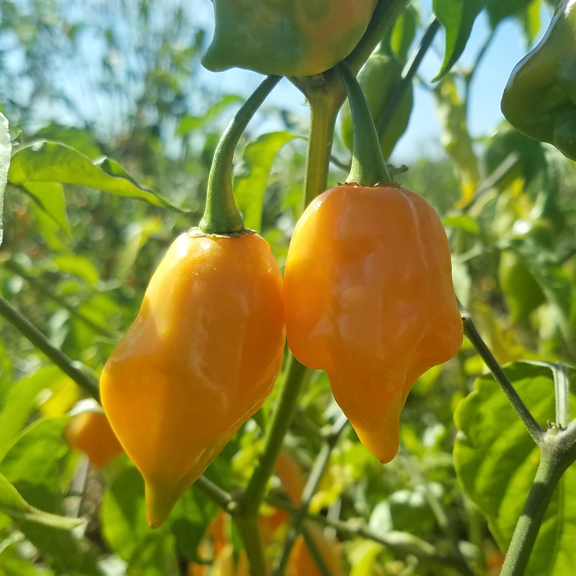 Habanero Mayan Yellow Hot Pepper Seeds - 0.25 Oz - Heirloom - Garden - Buy Non-GMO Capsicum chinense Farm & Gardening Seeds Onli