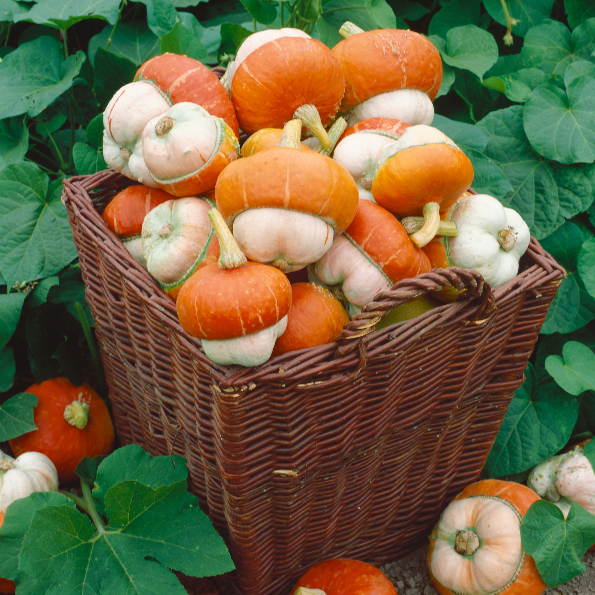 Turks Turban Mini Gourd Seeds - 2 g Pack - Heirloom - Vegetable Garden