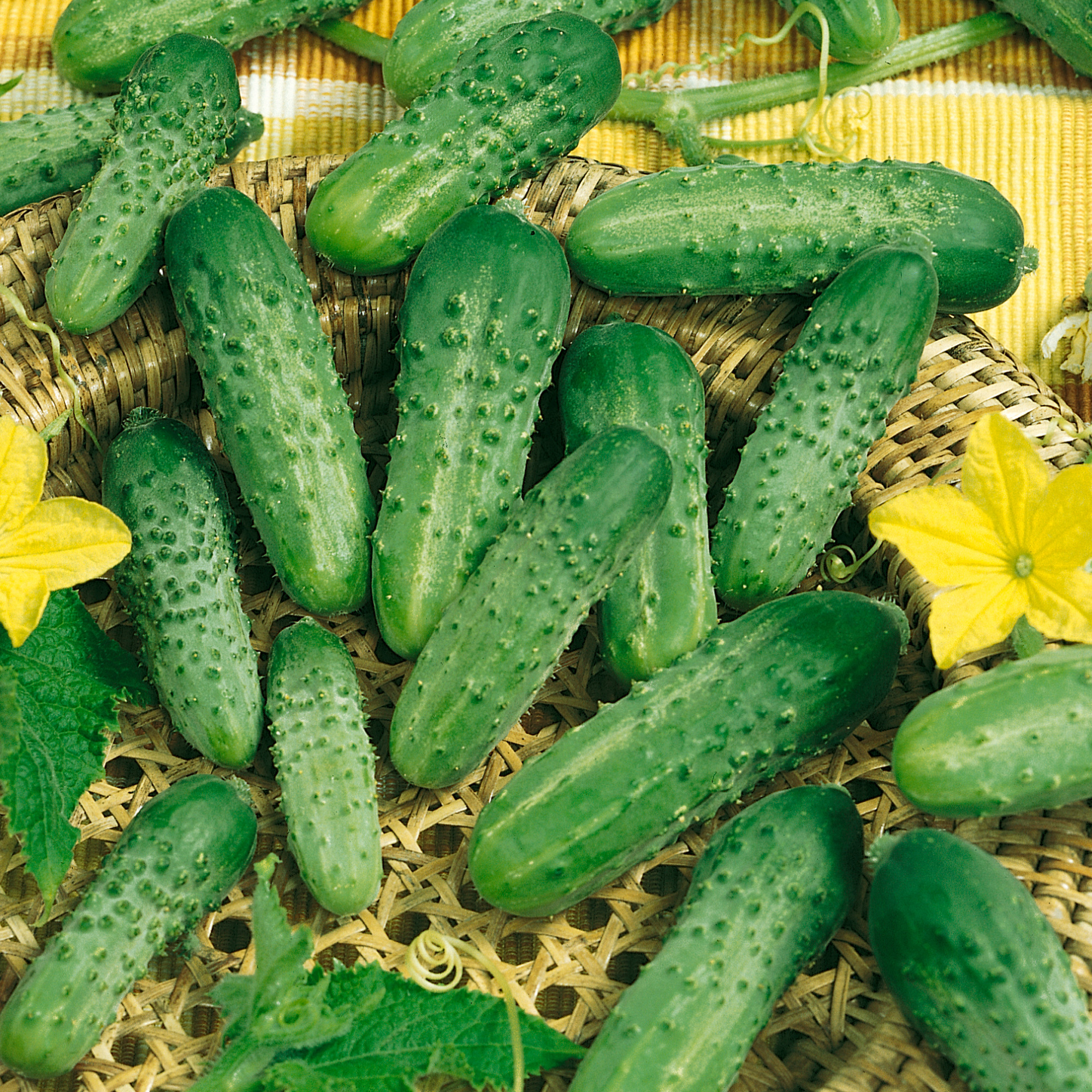 Parade Cucumber Seeds - 3 g Packet - Heirloom - Vegetable Garden
