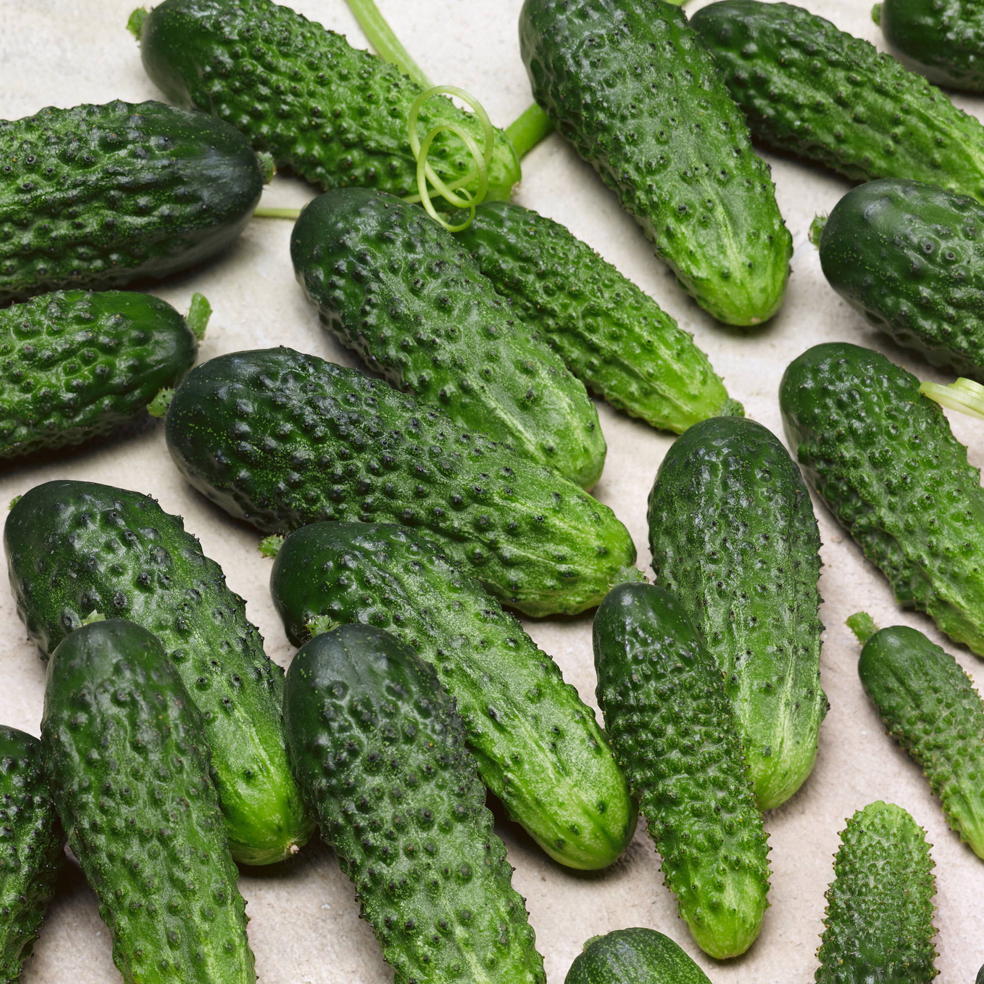 Parisian Pickle Cucumber Seeds - 1 Oz - Heirloom - Vegetable Garden