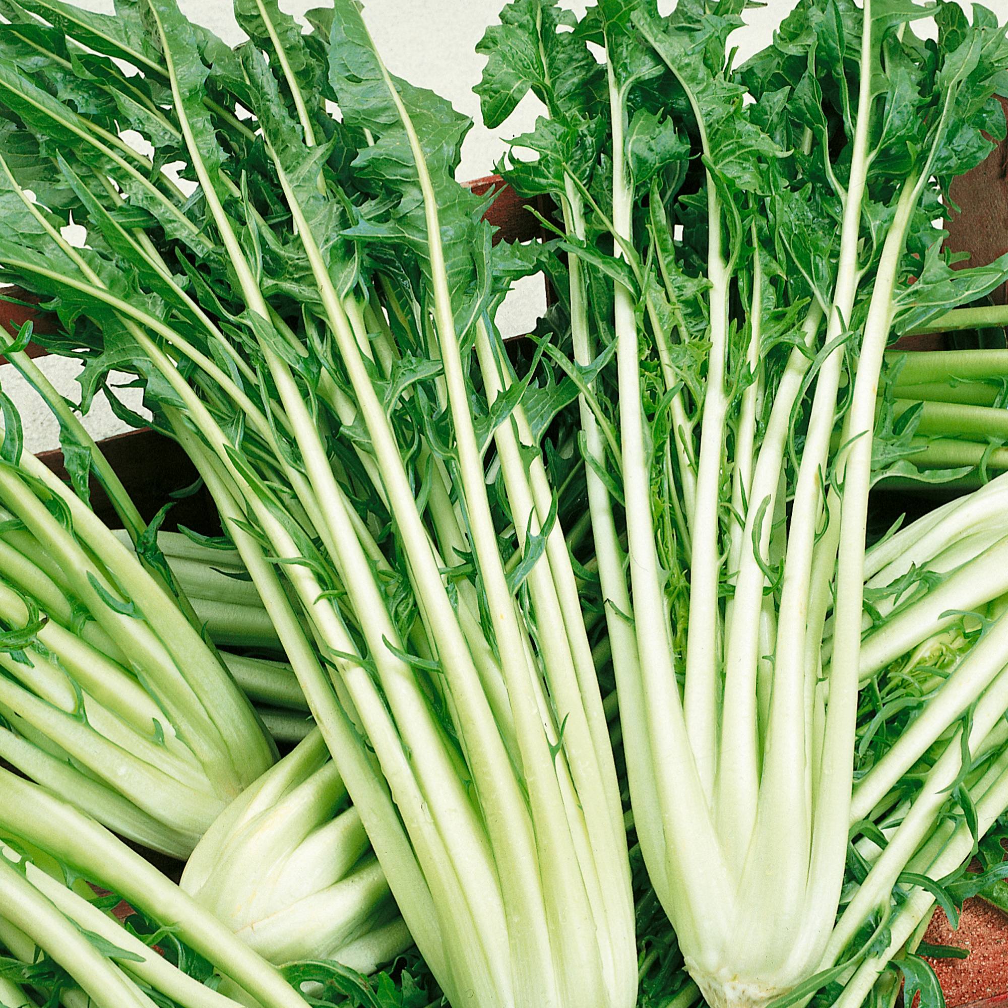 Catalogna Emerald Endive Seeds -25 Lb Bulk -Farm, Garden & Microgreens