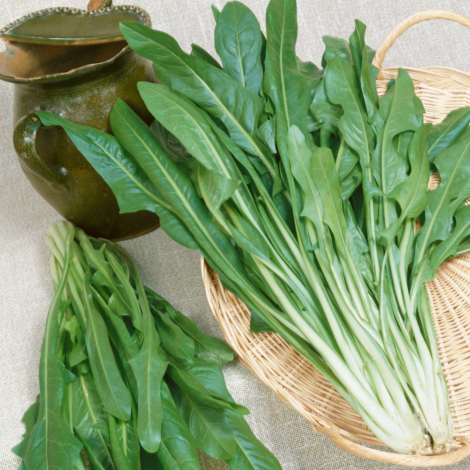 Catalogna Garnet Stem Endive Seeds - 1 Oz - Garden & Microgreens