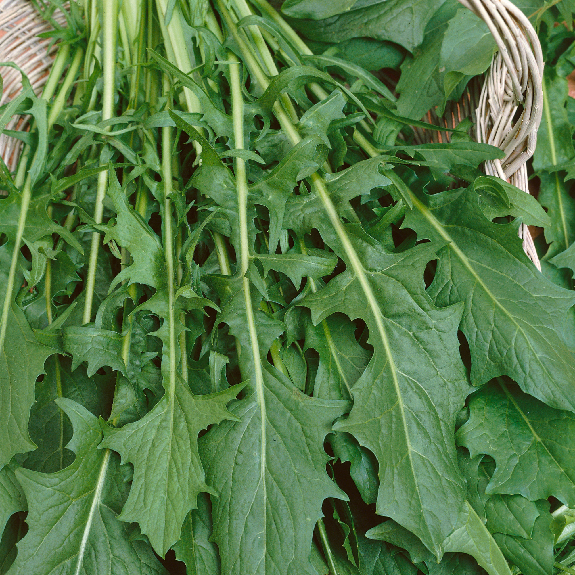 Pugliese Endive Seeds - 5 Lb Bulk - Heirloom - Farm & Microgreens