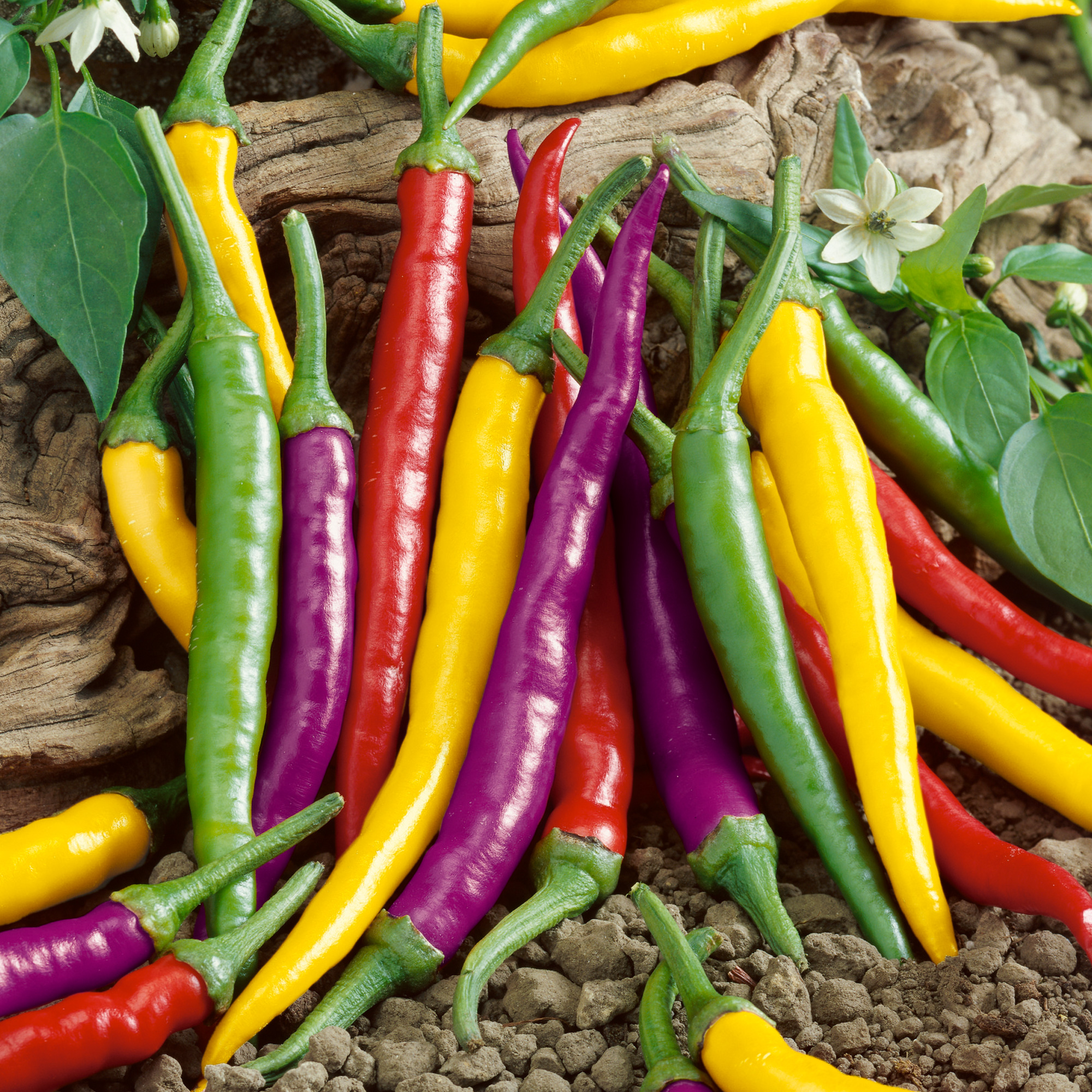 Cayenne Fiesta Blend Hot Pepper Seeds - 300 Mg Pack - Heirloom -Garden