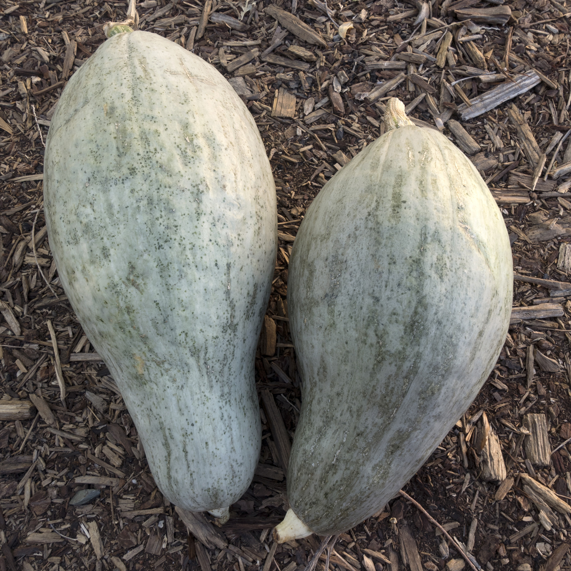 Sibley Winter Squash Seeds - 25 Lb Bulk - Heirloom - Vegetable Garden