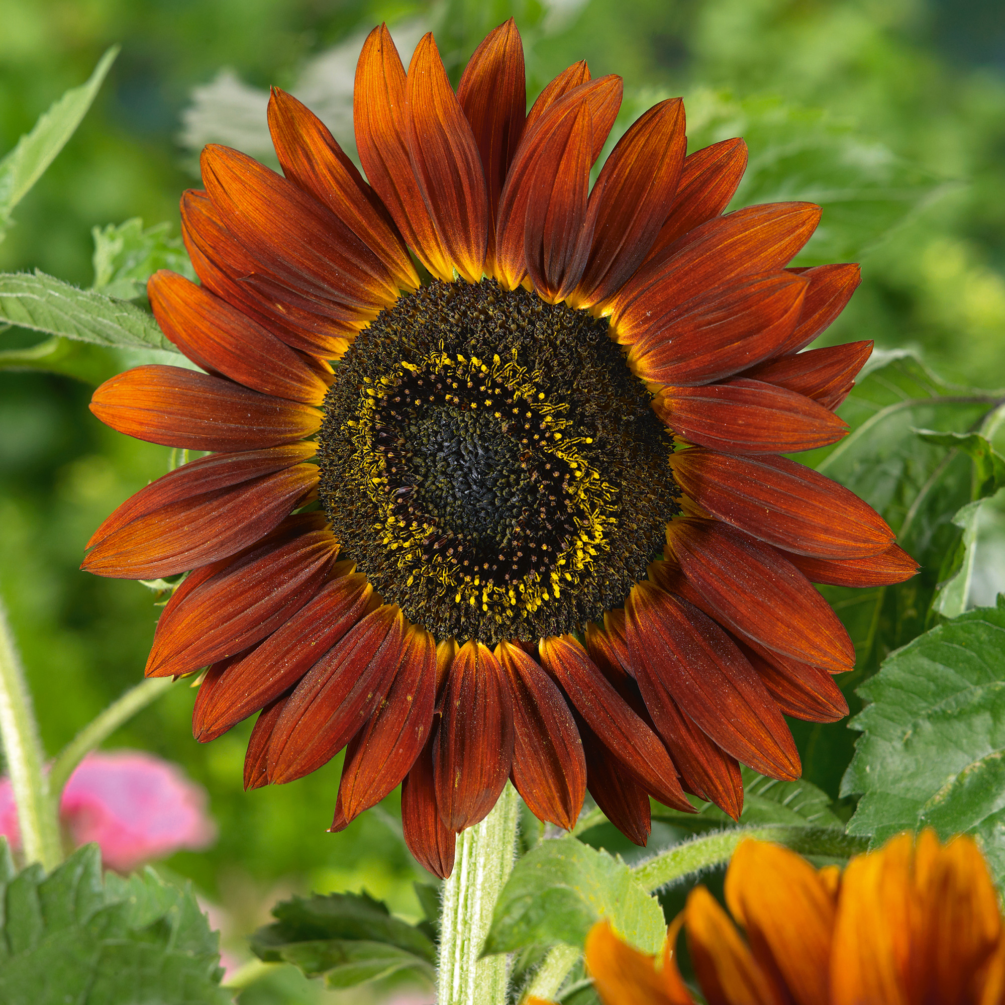 Evening Sun Sunflower Seeds - 4 g Packet - Heirloom - Flower Gardening
