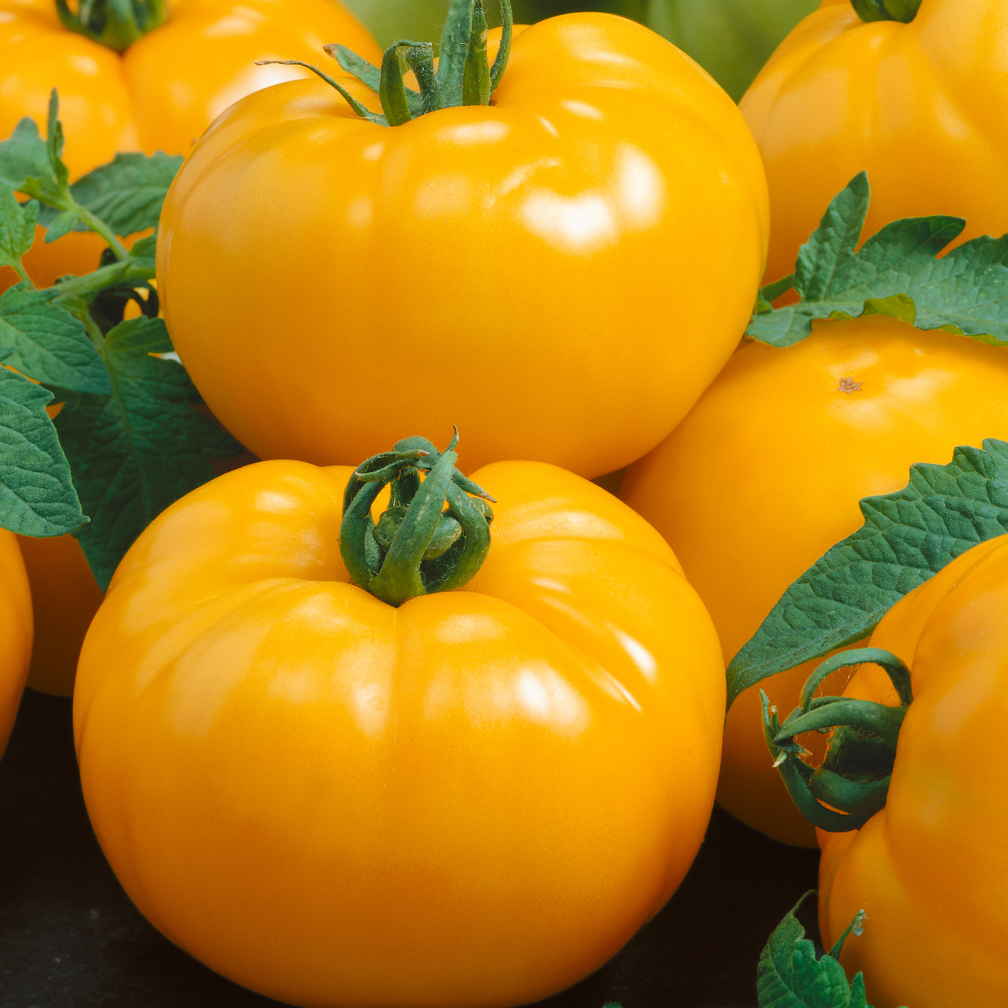 Azoychka Tomato Seeds - 300 Mg Packet - Heirloom - Vegetable Garden