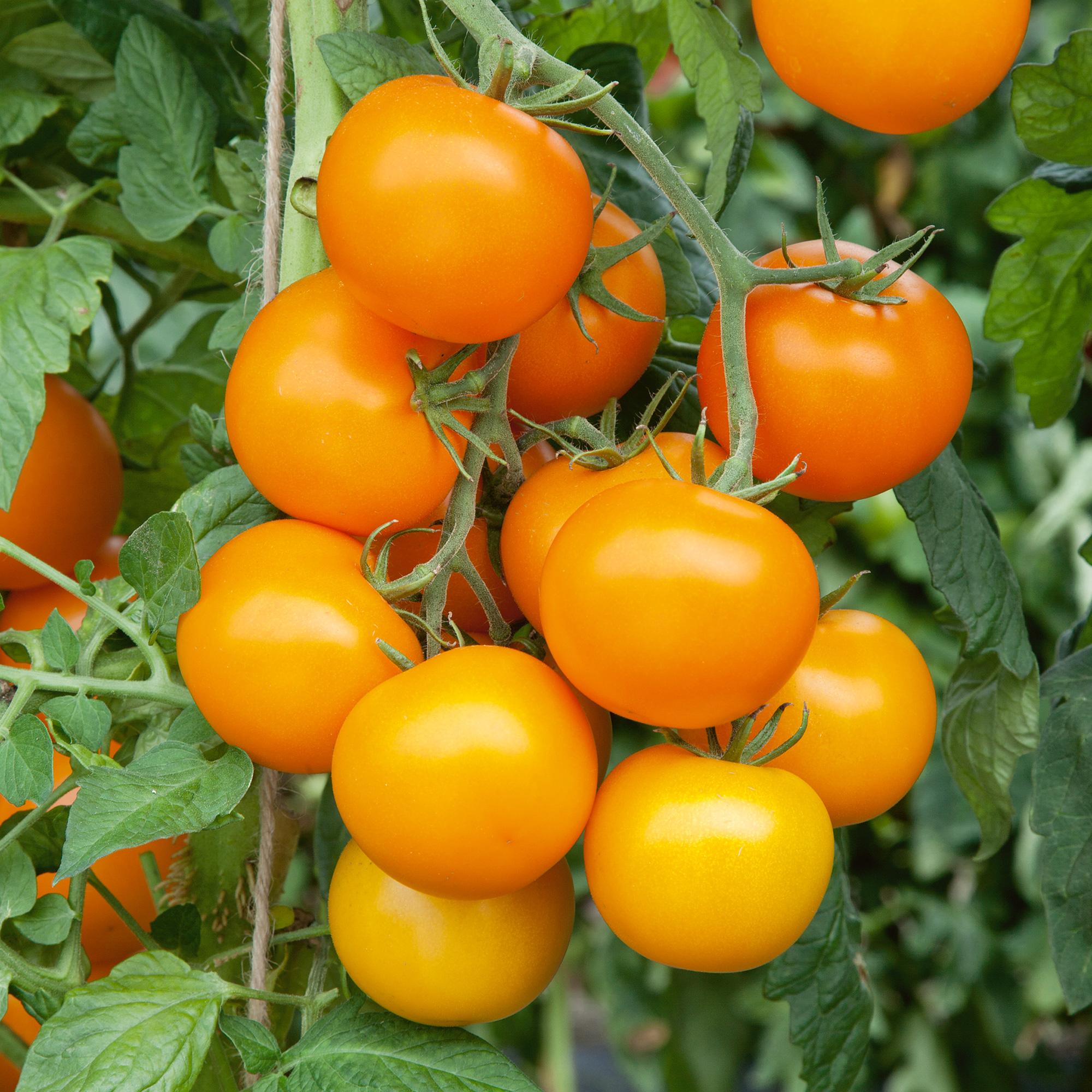 Mini Orange Tomato Seeds - 4 Oz - Heirloom - Vegetable Gardening