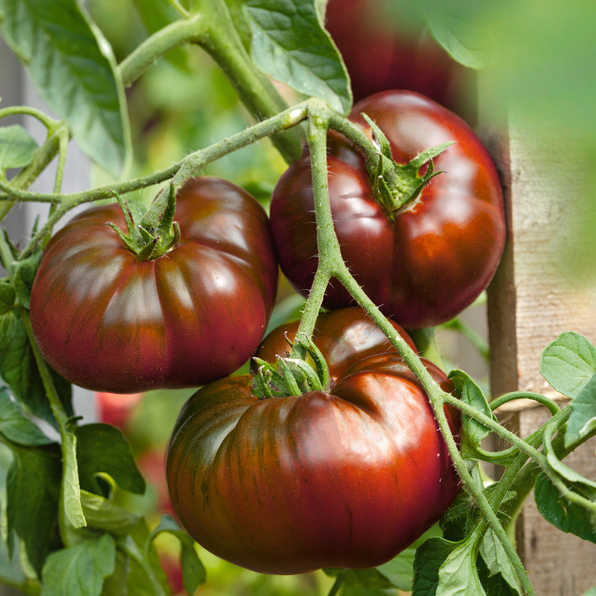 Paul Robeson Tomato Seeds - 1 Lb - Heirloom - Vegetable Garden