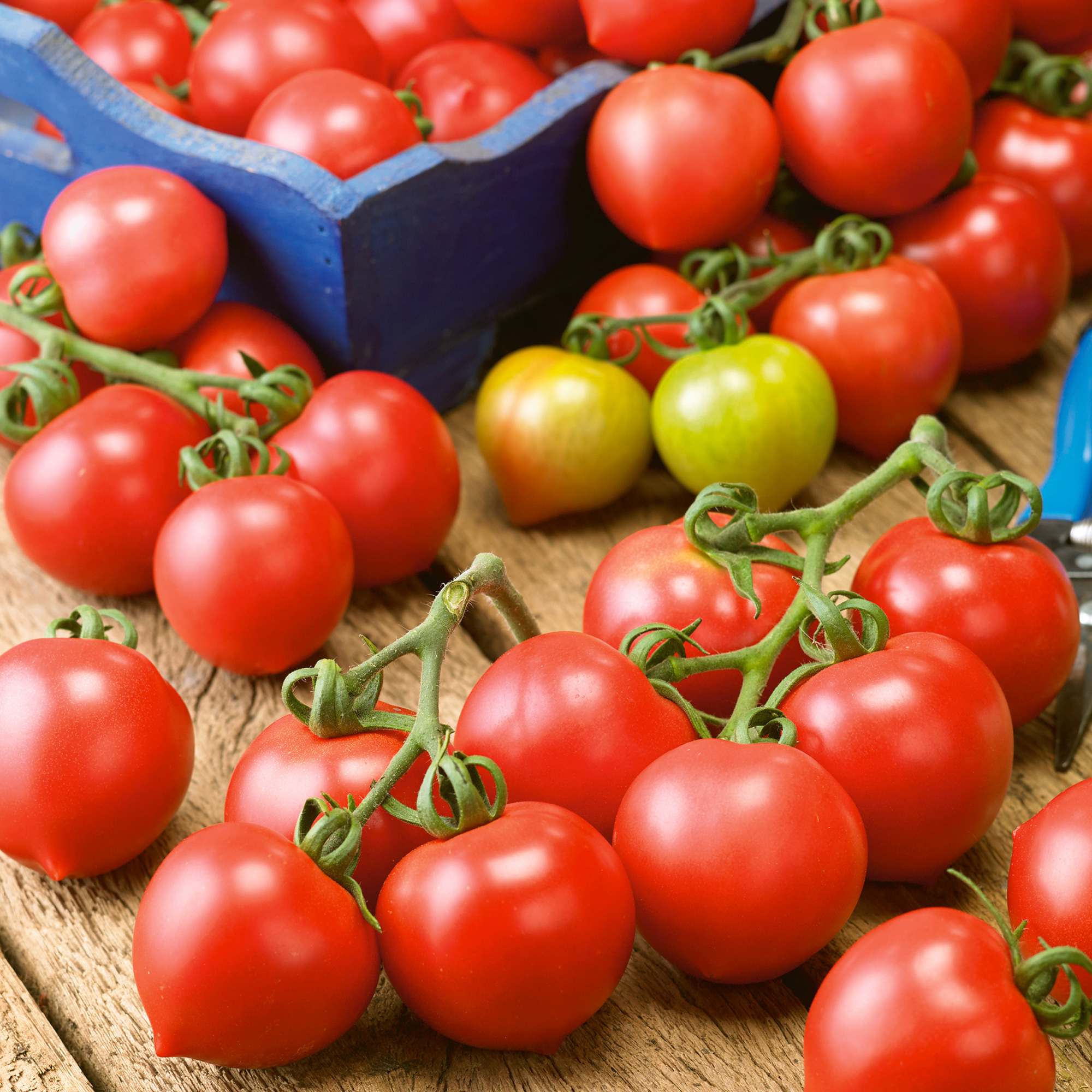 Principe Borghese Tomato Seeds - 1 Lb - Heirloom - Vegetable Garden