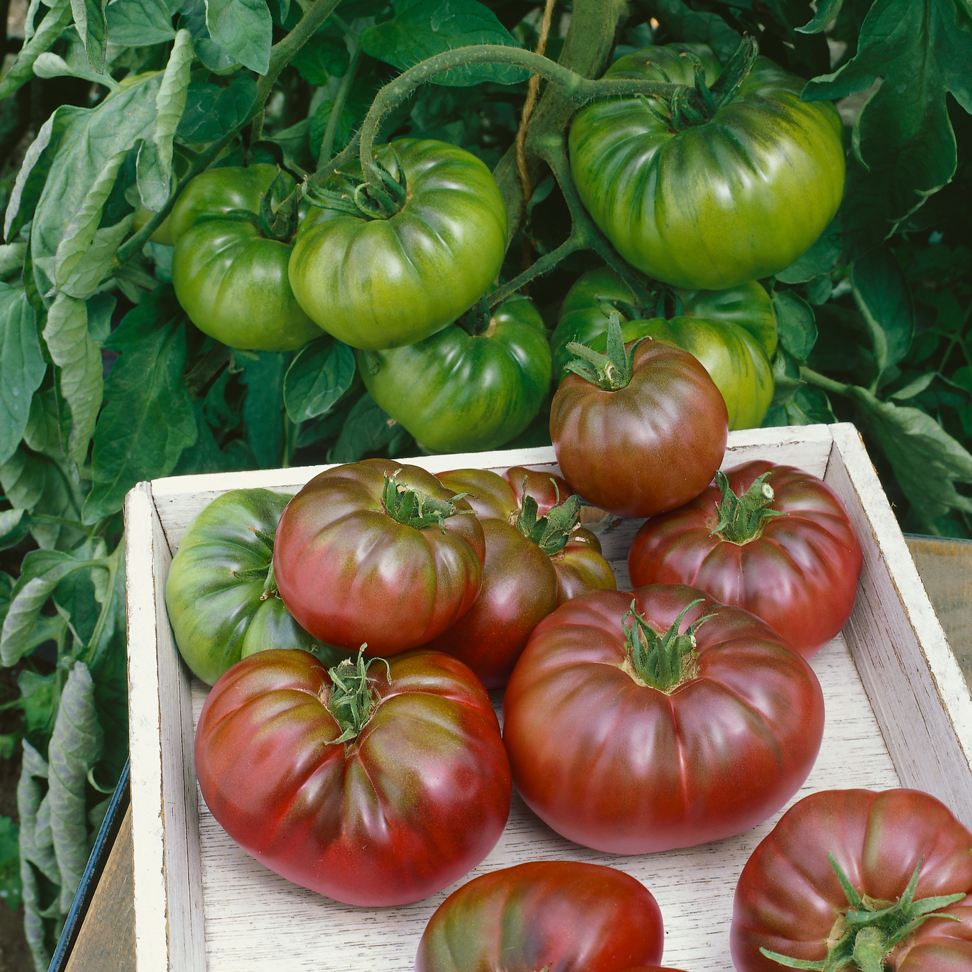 Purple Calabash Tomato Seeds - 1 Lb - Heirloom - Vegetable Garden