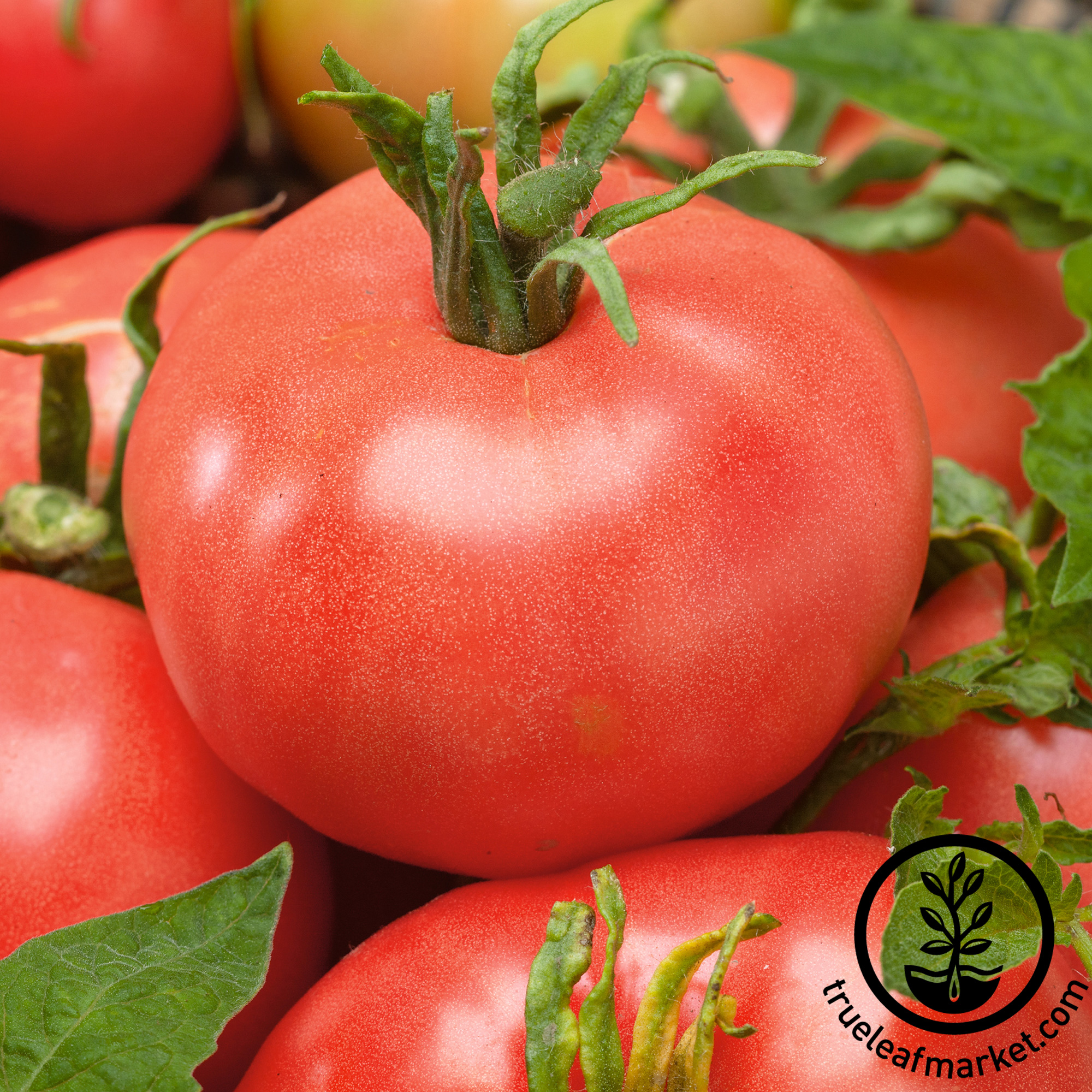 Red Peach Tomato Seeds - 300 Mg Packet - Heirloom - Vegetable Garden