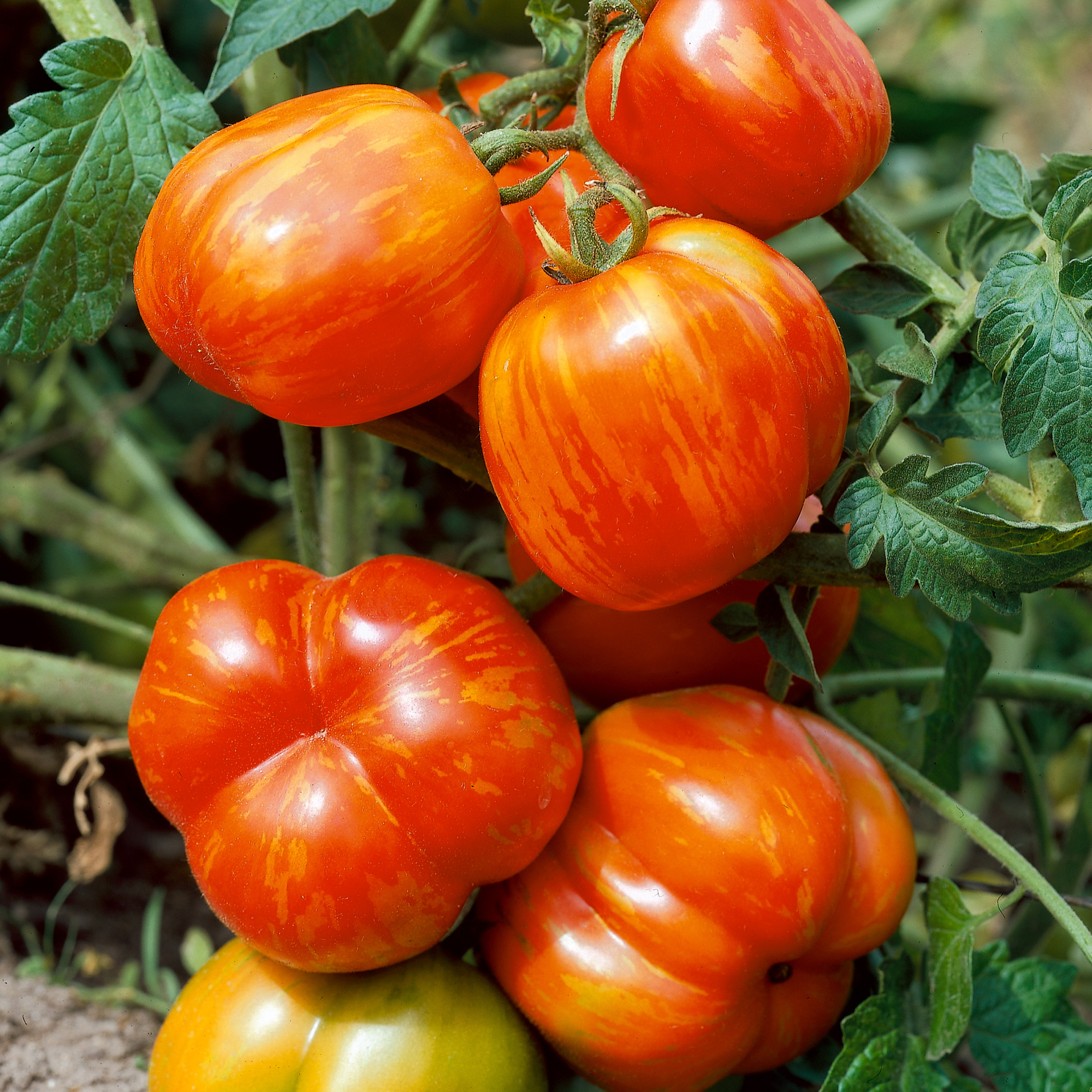Stuffer Striped Tomato Seeds - 300 Mg Packet - Heirloom - Vegetable