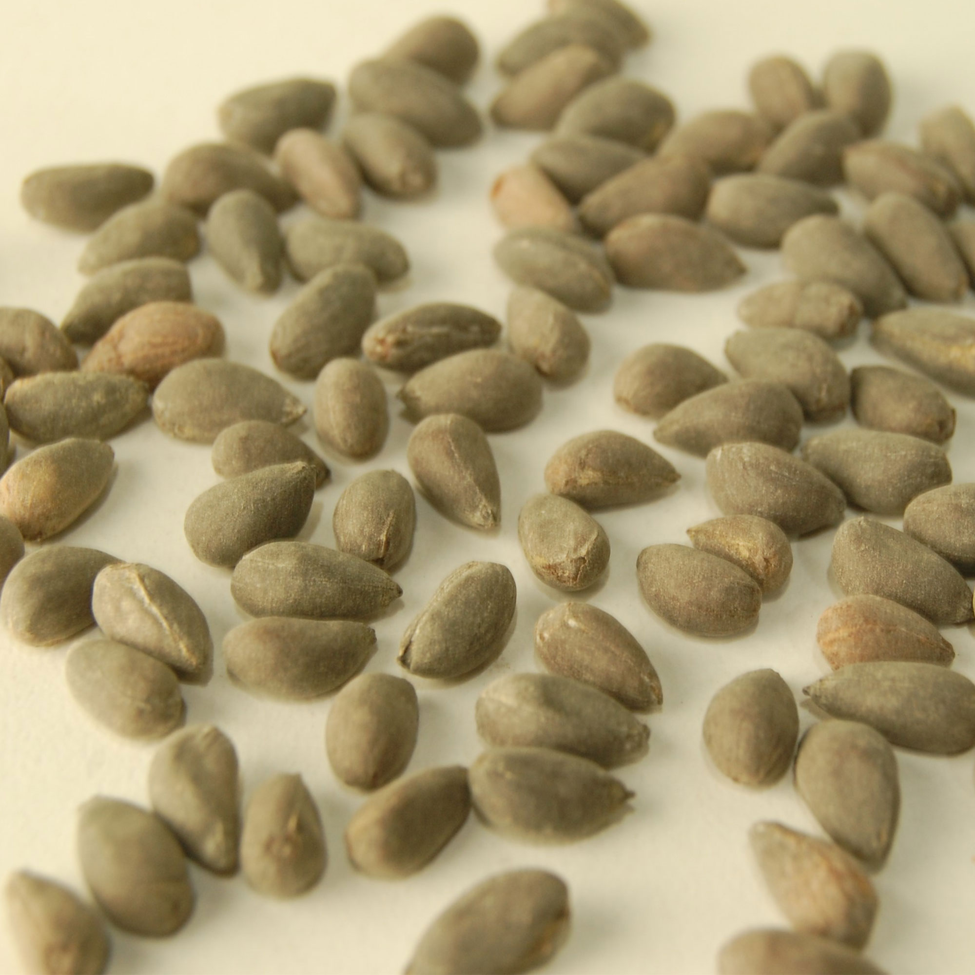 American Upland Cotton - 1 Oz ~250 Seeds - Non-GMO Fiber Garden Seeds - Buy Non-GMO Gossypium hirsutum Farm & Gardening Seeds On