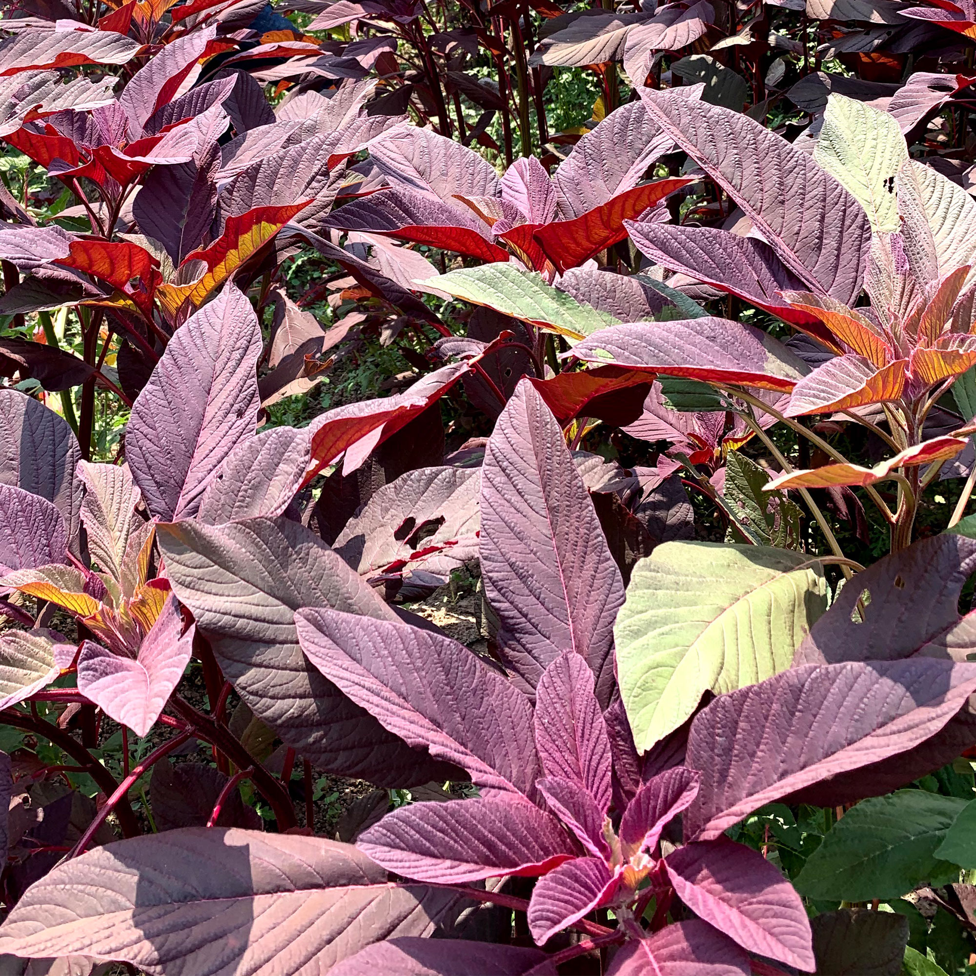 Red Army Amaranth - 4 g Packet ~5,400 Seeds - Flower, Microgreens - Buy Non-GMO Amaranthus cruentus Farm & Gardening Seeds Onlin