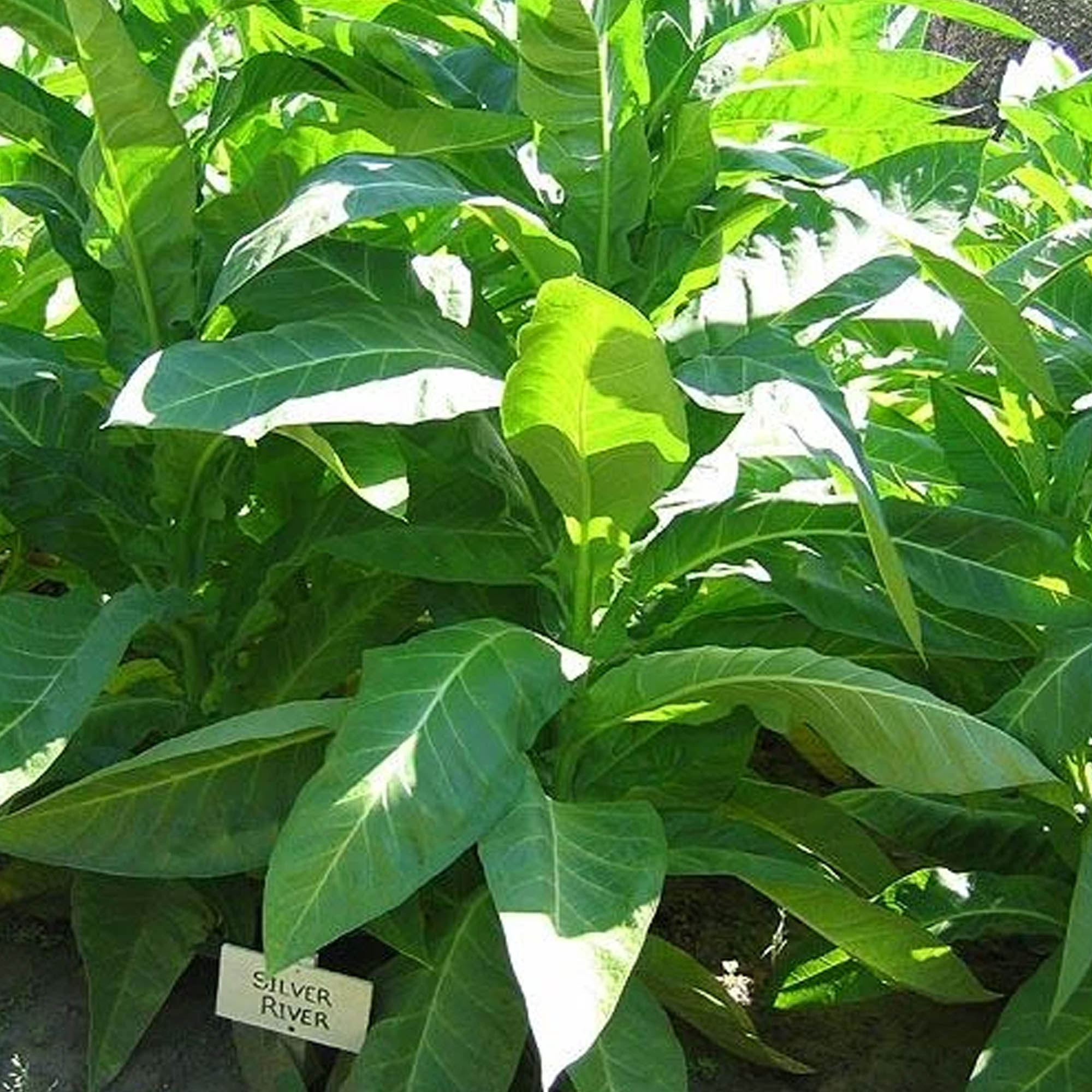 Tobacco Seeds - Silver River - Packet of 100 Seeds - Nicotiana tabacum - Non-GMO, Open Pollinated Heirloom - Tobacco Garden Seed
