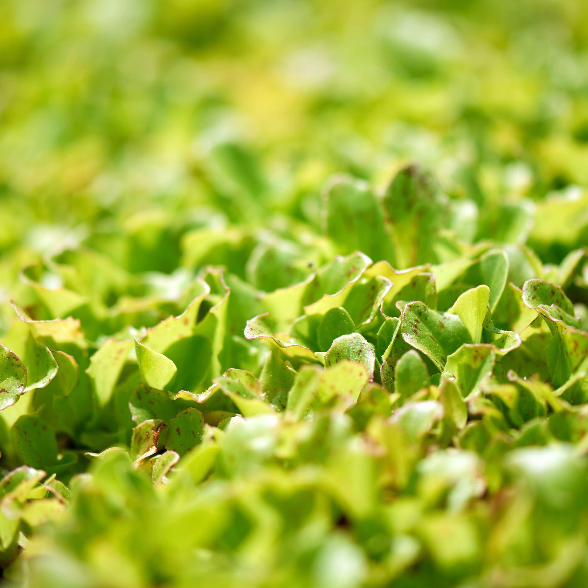 Organic Butterhead and Bibb Mix Lettuce - 5 Lb Bulk ~544,000 Seeds - Buy Non-GMO Lactuca sativa Farm & Gardening Seeds Online