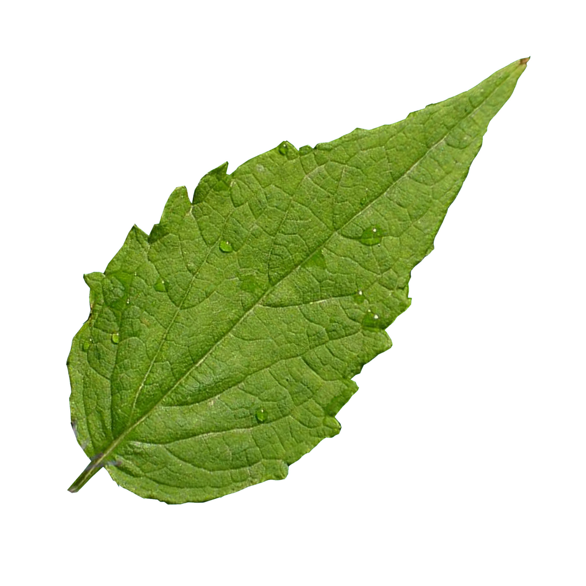 Agastache Seeds - Rugosa Korean Mint -1 Oz ~60000 Seeds - Non-GMO, Heirloom - Flower & Asian Herb Gardening