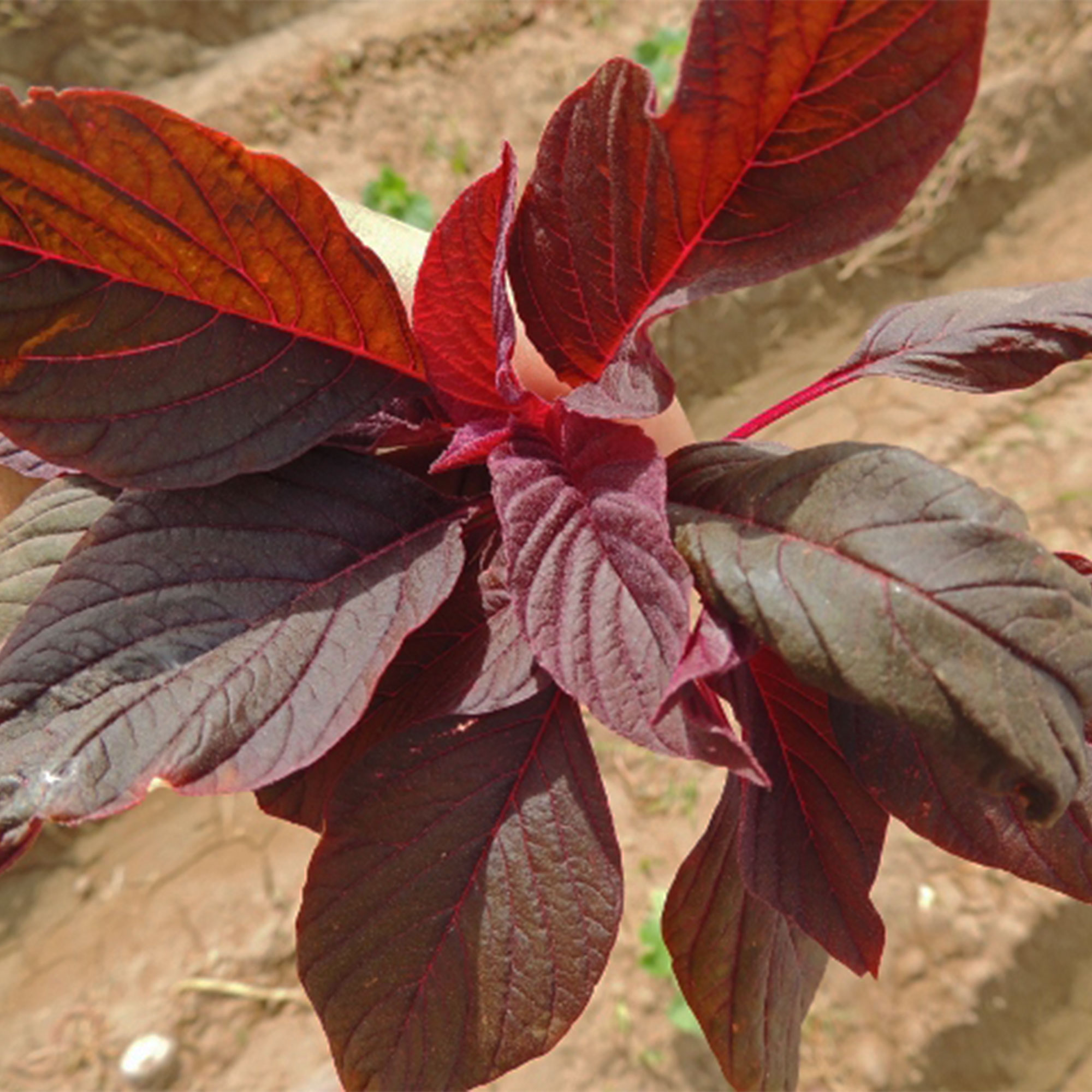 Amaranth Seeds - Red Leaf - Hu Hsien -3 g Packet ~4320 Seeds - Non-GMO, Heirloom - Foliage, Microgreens & Grain
