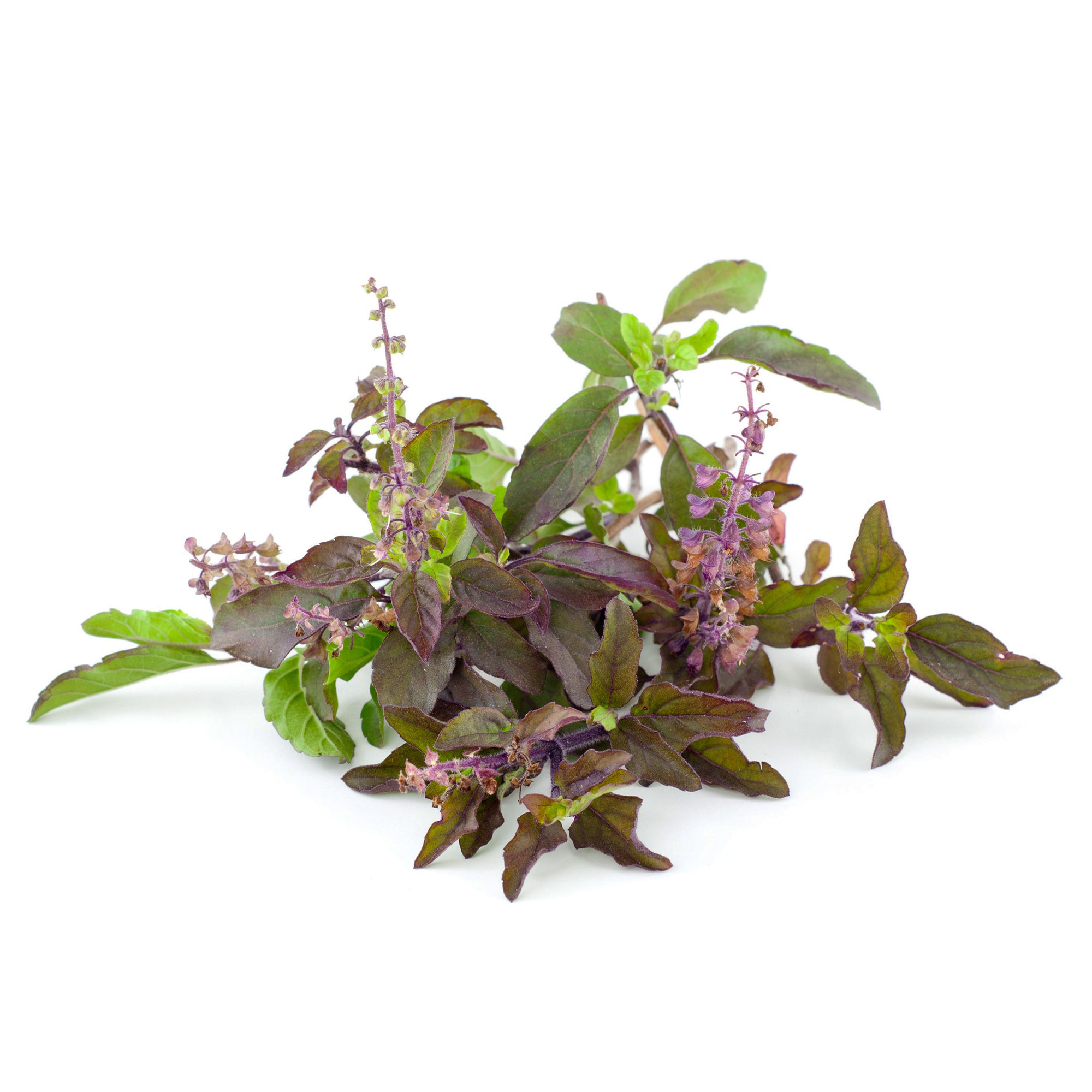 Basil Seeds - Red Leaf Holy Basil -1 Oz ~24000 Seeds - Non-GMO, Heirloom - Microgreens & Herb Gardening
