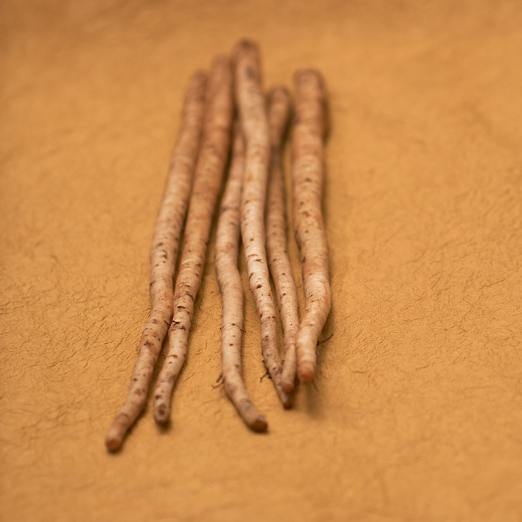 Burdock Seeds - Salada Musume -1 Lb ~30400 Seeds - Non-GMO, Heirloom - Asian Herb Gardening