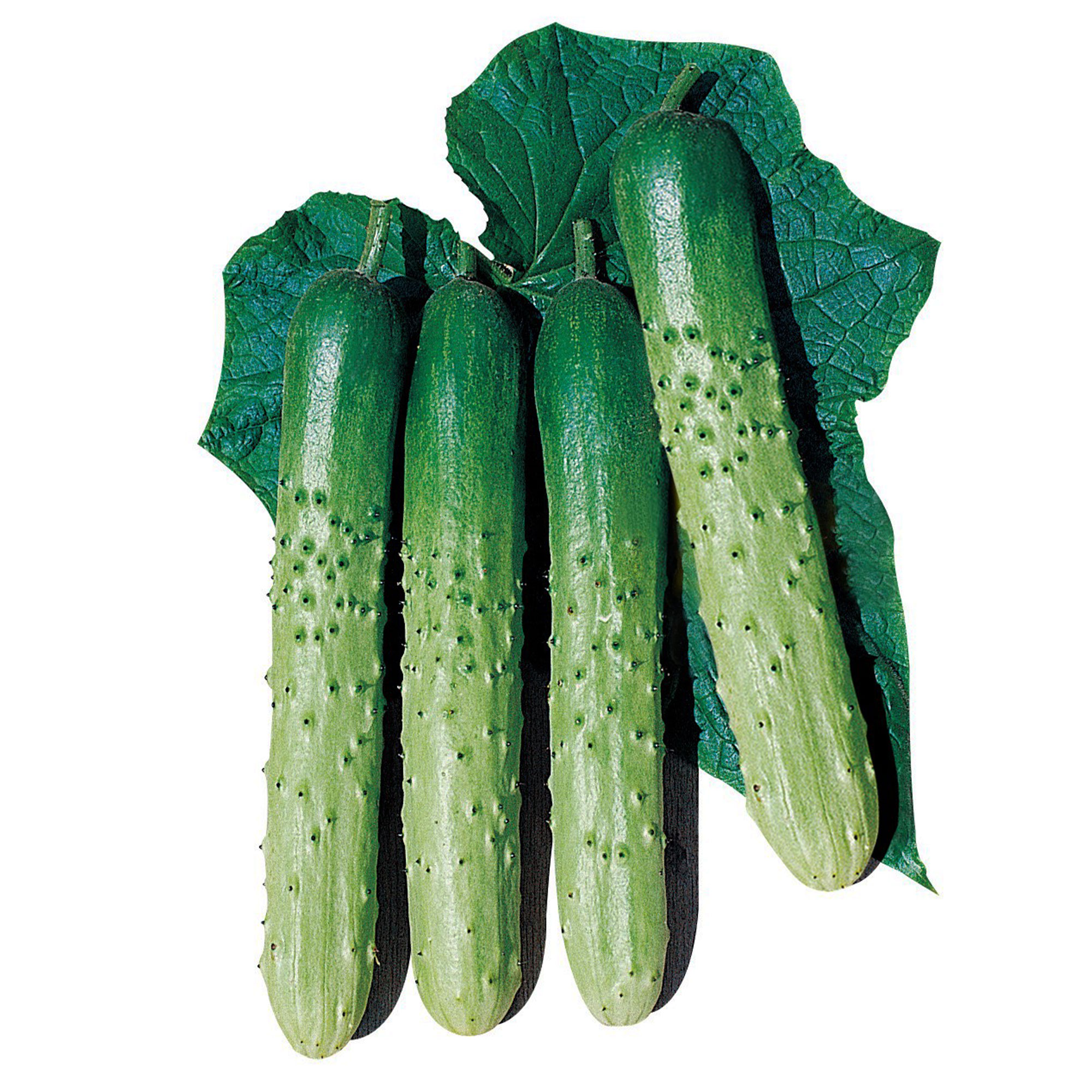 Cucumber Seeds - Asia Eun Cheon - Hybrid -1 Lb ~17600 Seeds - Non-GMO, F1 Hybrid - Asian Garden Vegetable