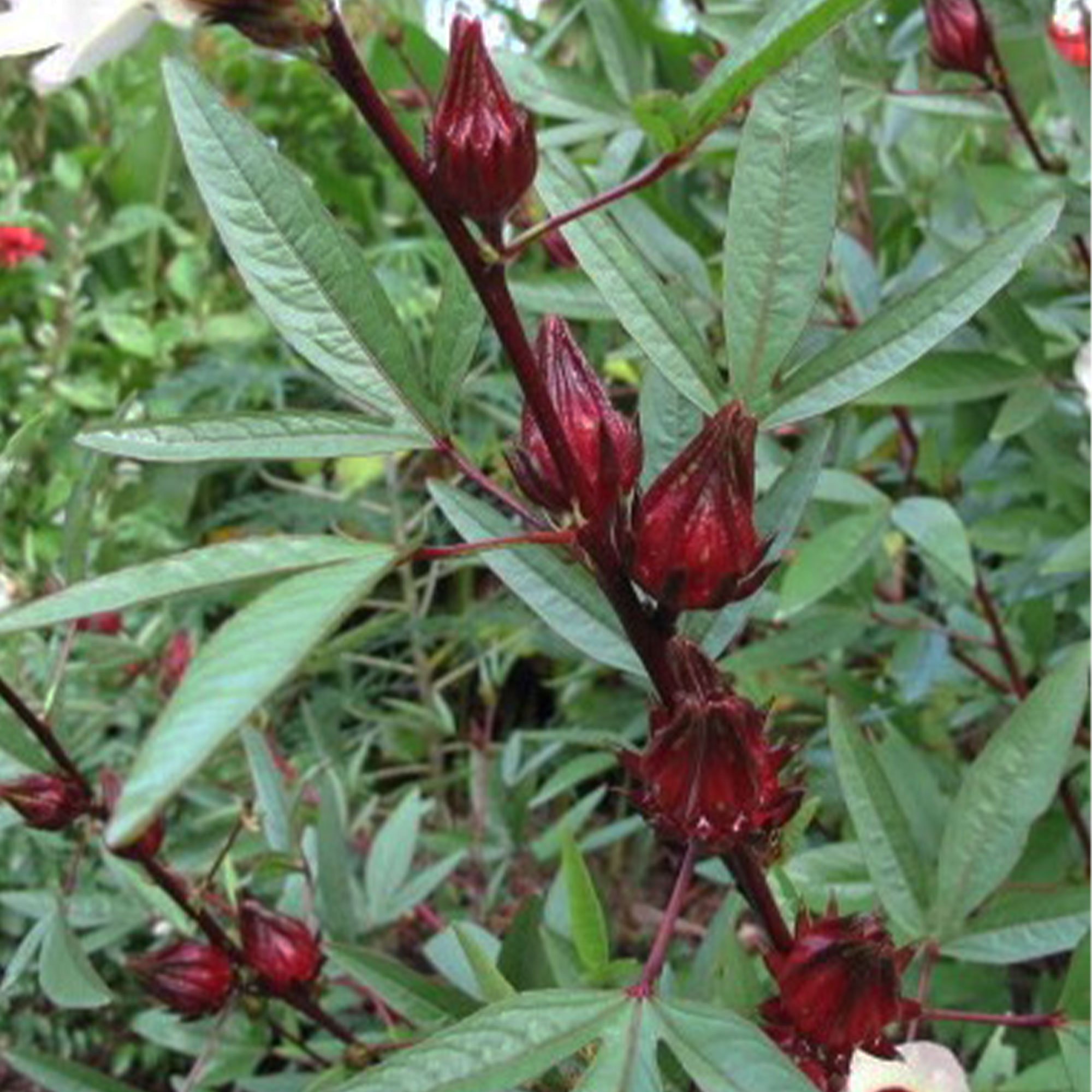 Hibiscus Seeds - Asian Sour Leaf (Roselle) -3 g Packet ~180 Seeds - Non-GMO, Heirloom - Asian Herb Gardening & Flower