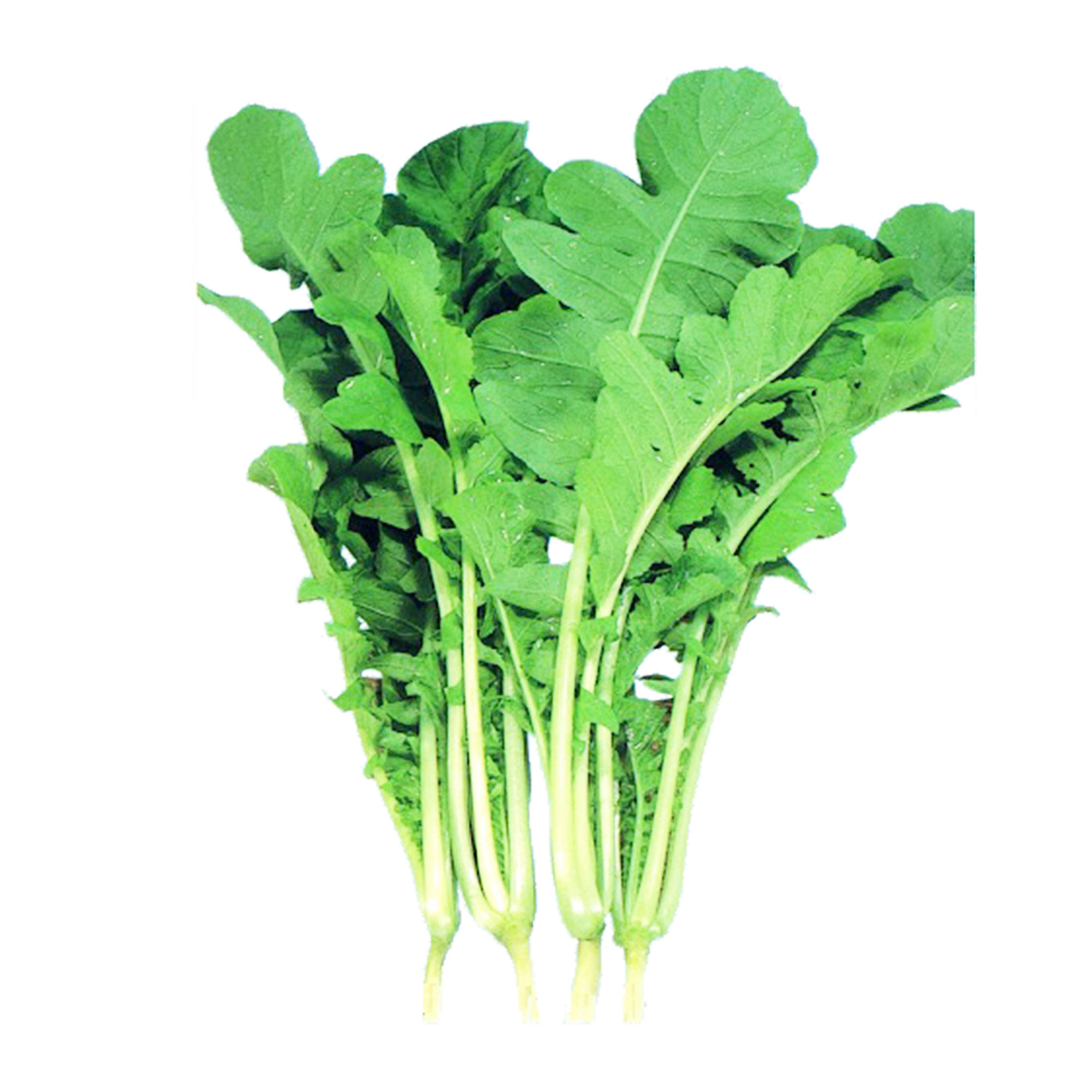 Leaf Radish Seeds - Saisai - Hybrid -5 Lb Bulk ~104000 Seeds - Non-GMO, F1 Hybrid - Asian Garden Vegetable