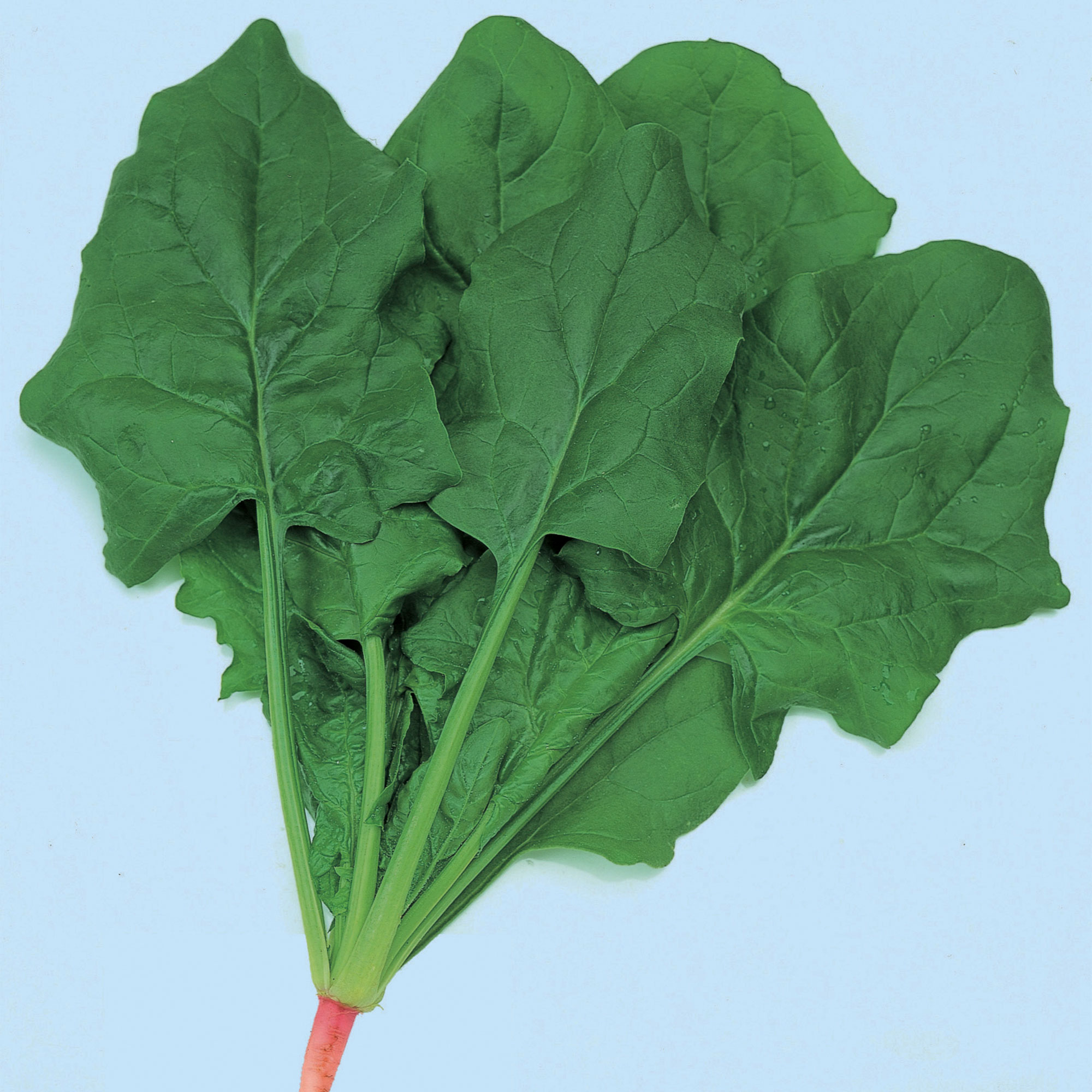 Spinach Seeds - Dash -Hybrid -1 Lb ~40000 Seeds - Non-GMO, F1 Hybrid - Vegetable Garden