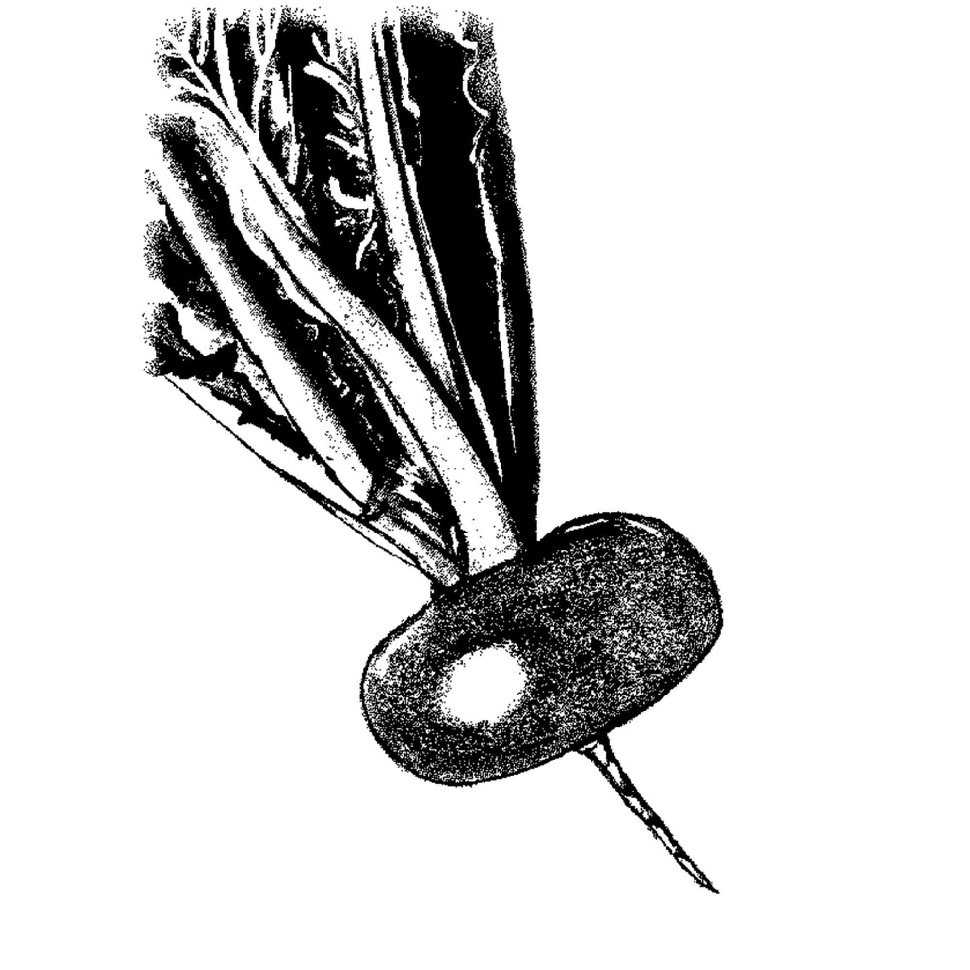 Turnip Seeds - Hidabeni -4 Oz ~42000 Seeds - Non-GMO, Heirloom - Asian Garden Vegetable & Microgreens