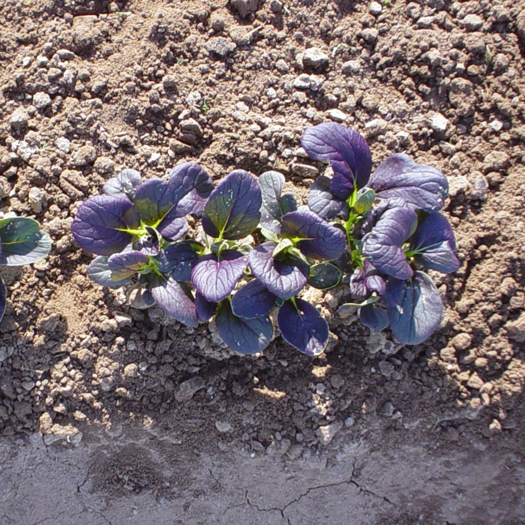 Mustard Seeds - Red Komatsuna - Hybrid -4 Oz ~40000 Seeds - Non-GMO, F1 Hybrid - Asian Garden Vegetable & Herb Gardening