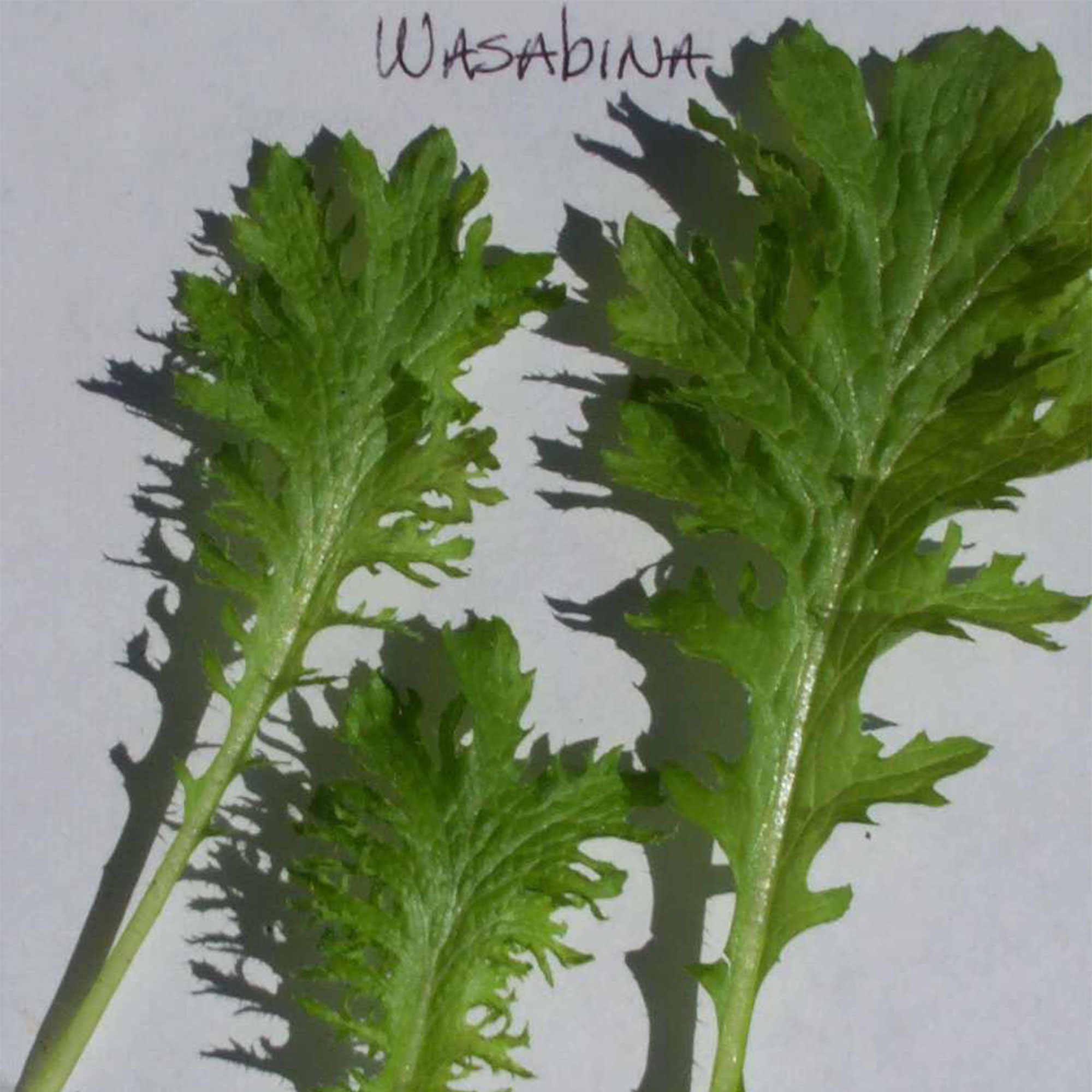 Mustard Seeds - Wasabina -1 Lb ~252800 Seeds - Non-GMO, Heirloom - Asian Garden Vegetable, Microgreens & Herb Gardening