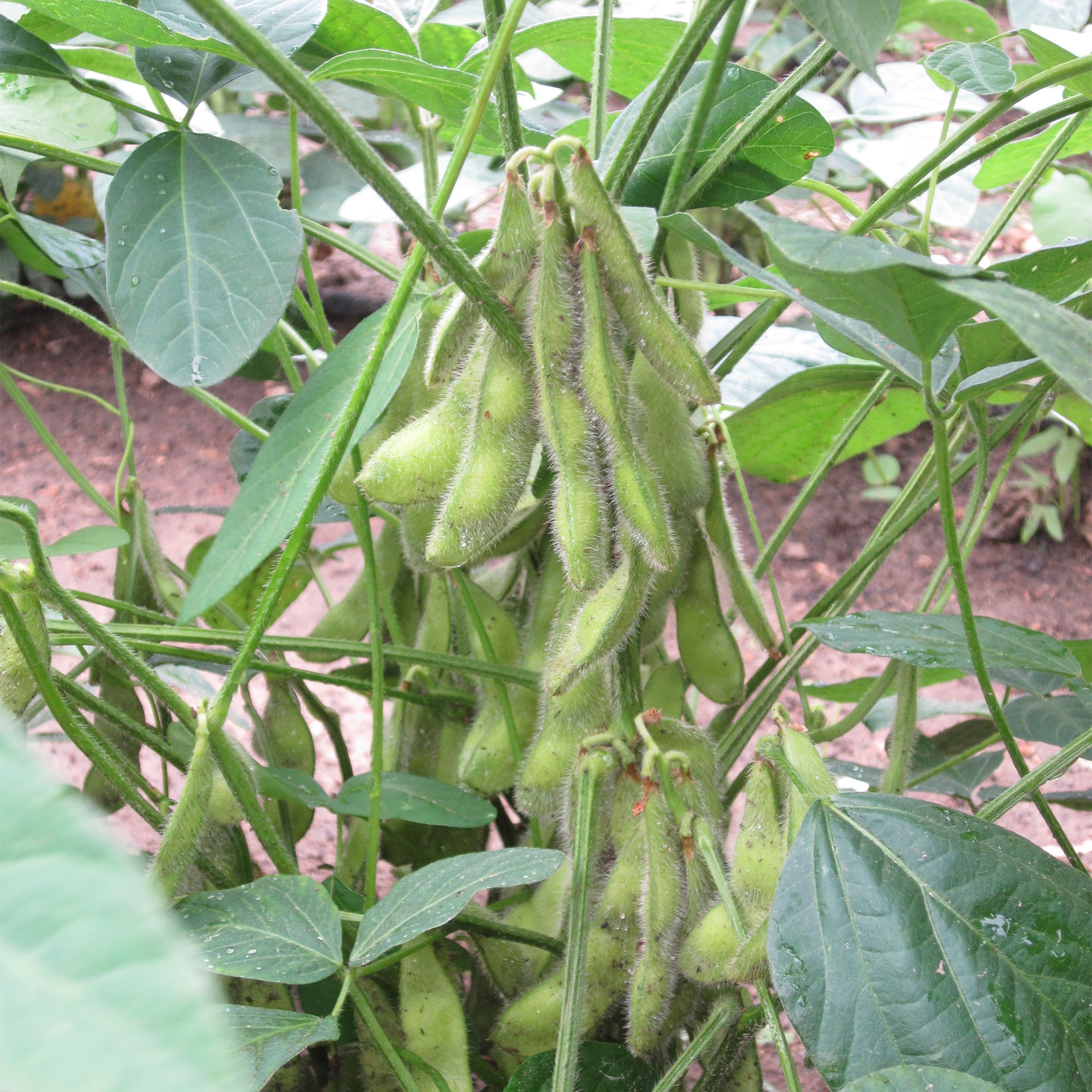 Soybean Midori Giant (Eda Mame) 1 Lb 2800 Seeds NonGmo, Heirloom Asian Garden Vegetable