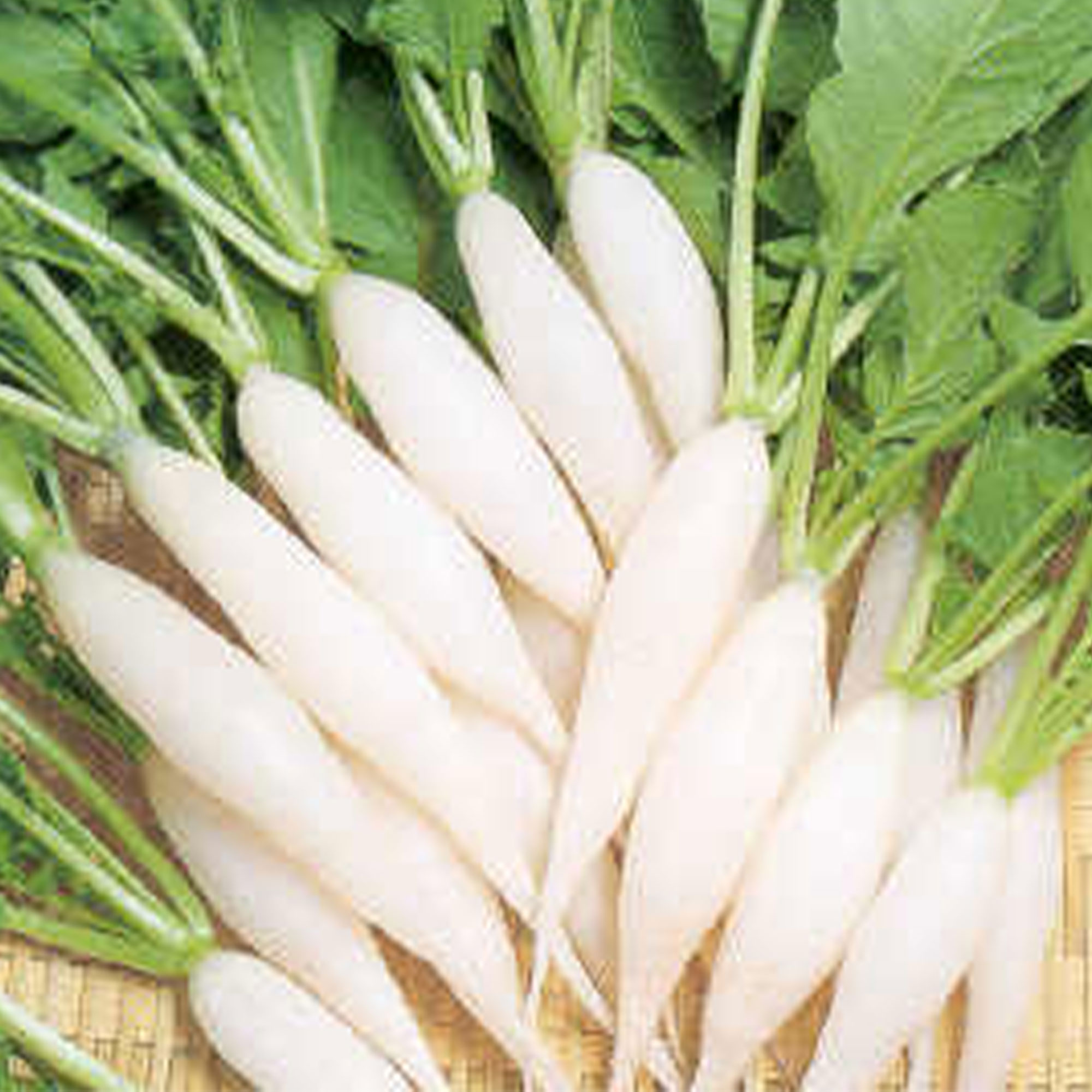 Radish Seeds - Shirahime Hatsuka Daikon -2 g Packet ~202 Seeds - Non-GMO, Heirloom - Asian Garden Vegetable & Microgreens